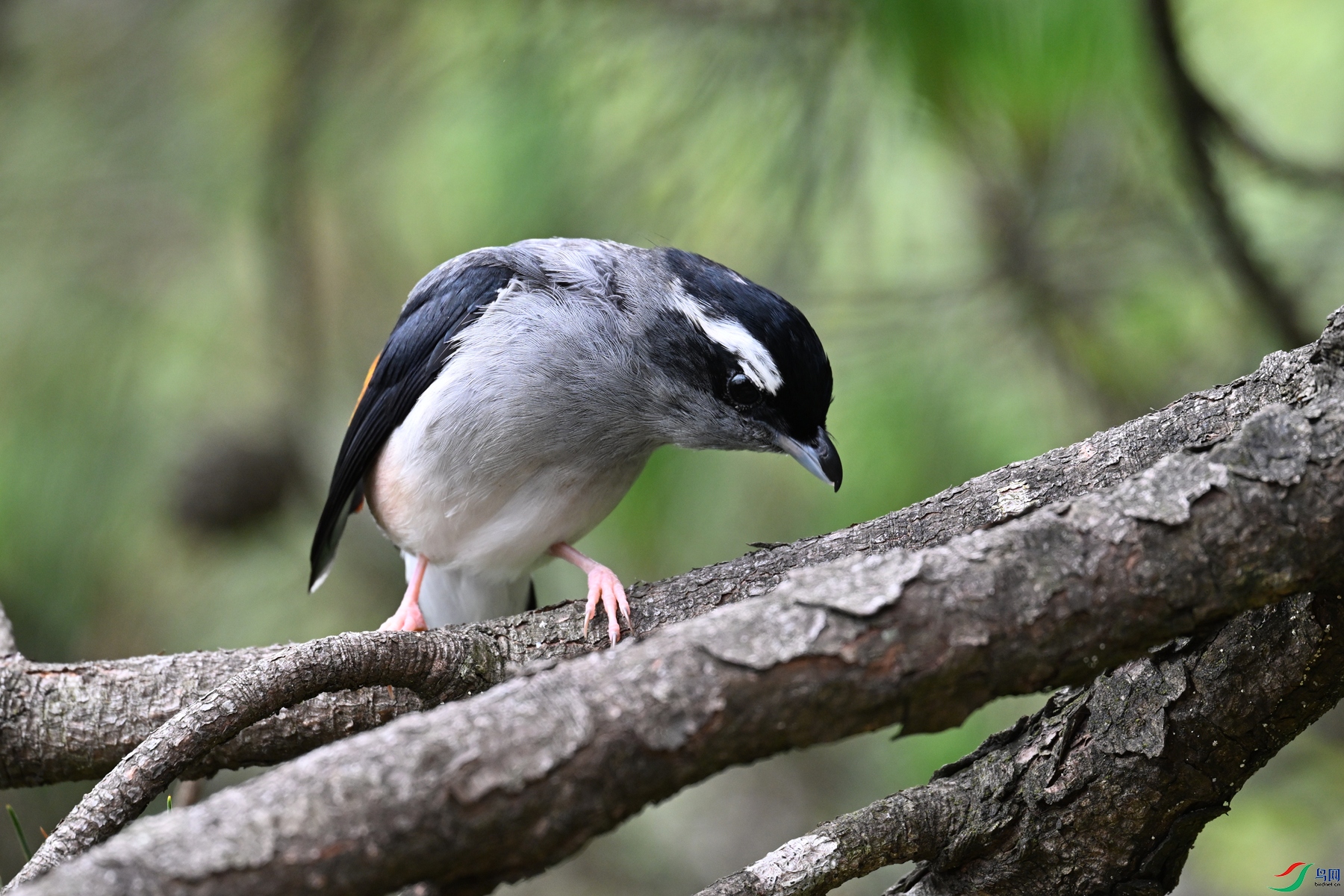 DSC_1101.JPG