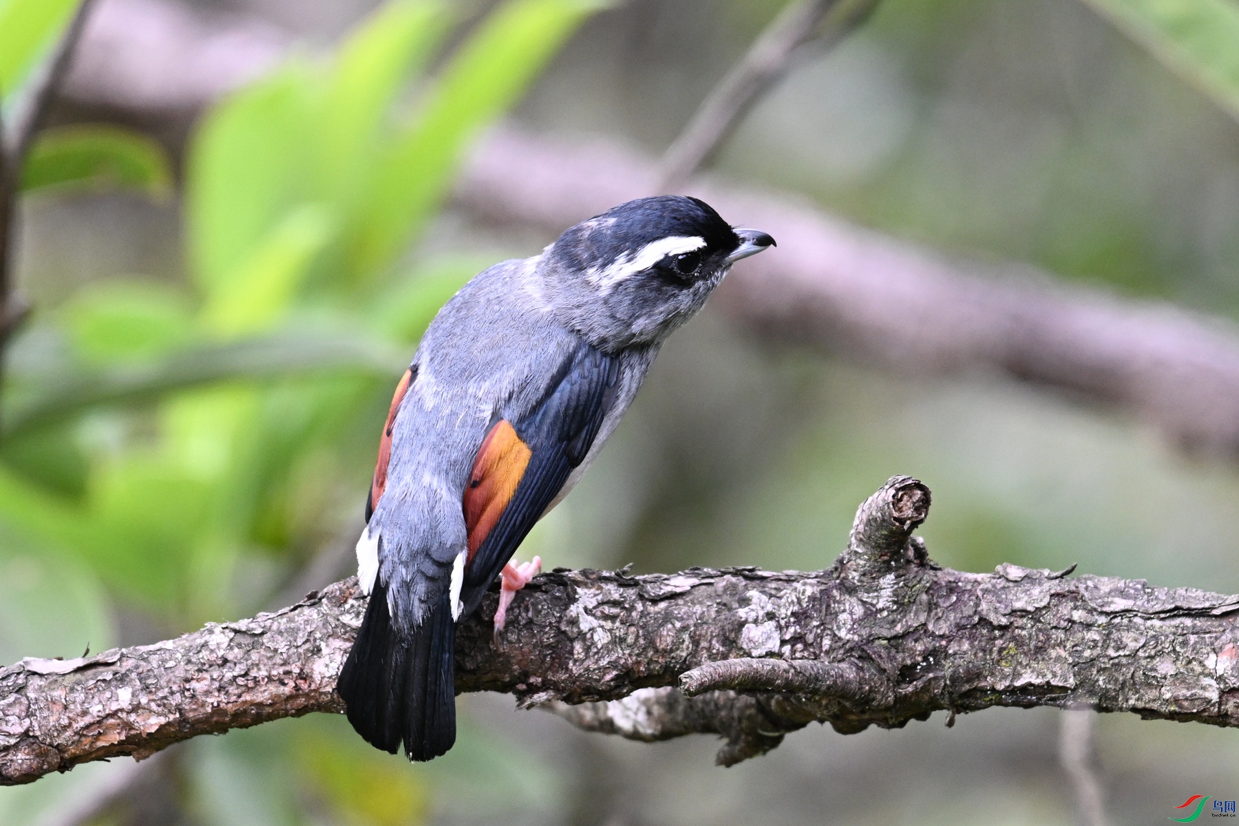 DSC_1042.JPG