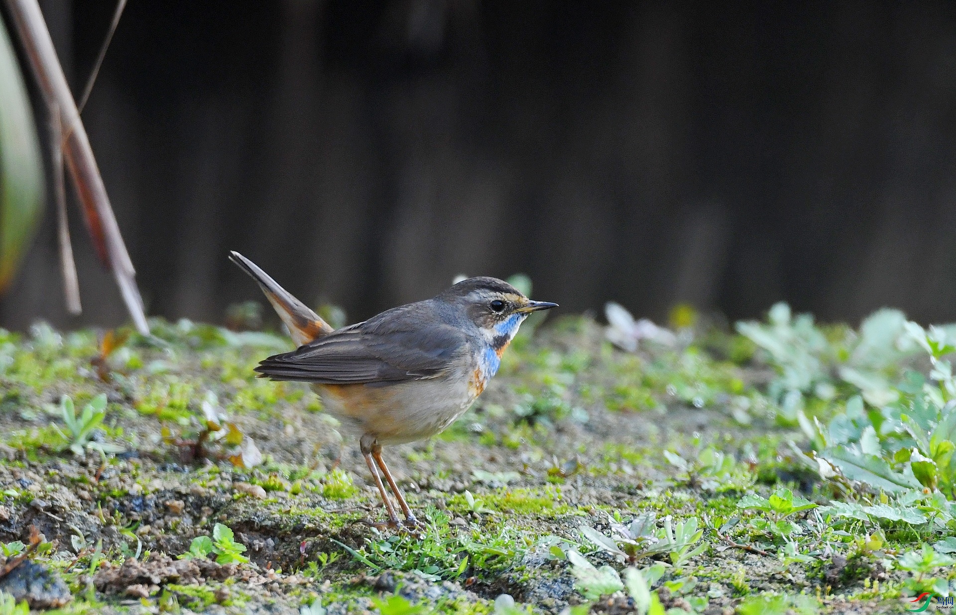 DSC_9451.jpg