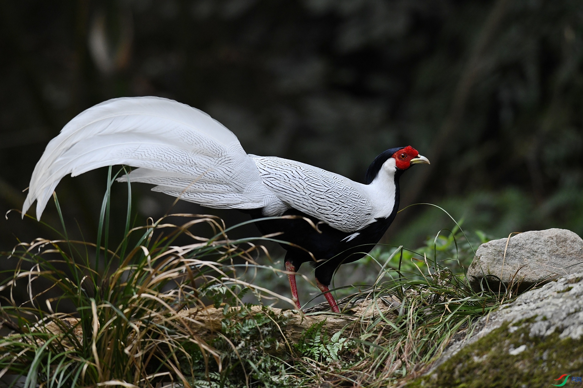 DSC_6123.jpg
