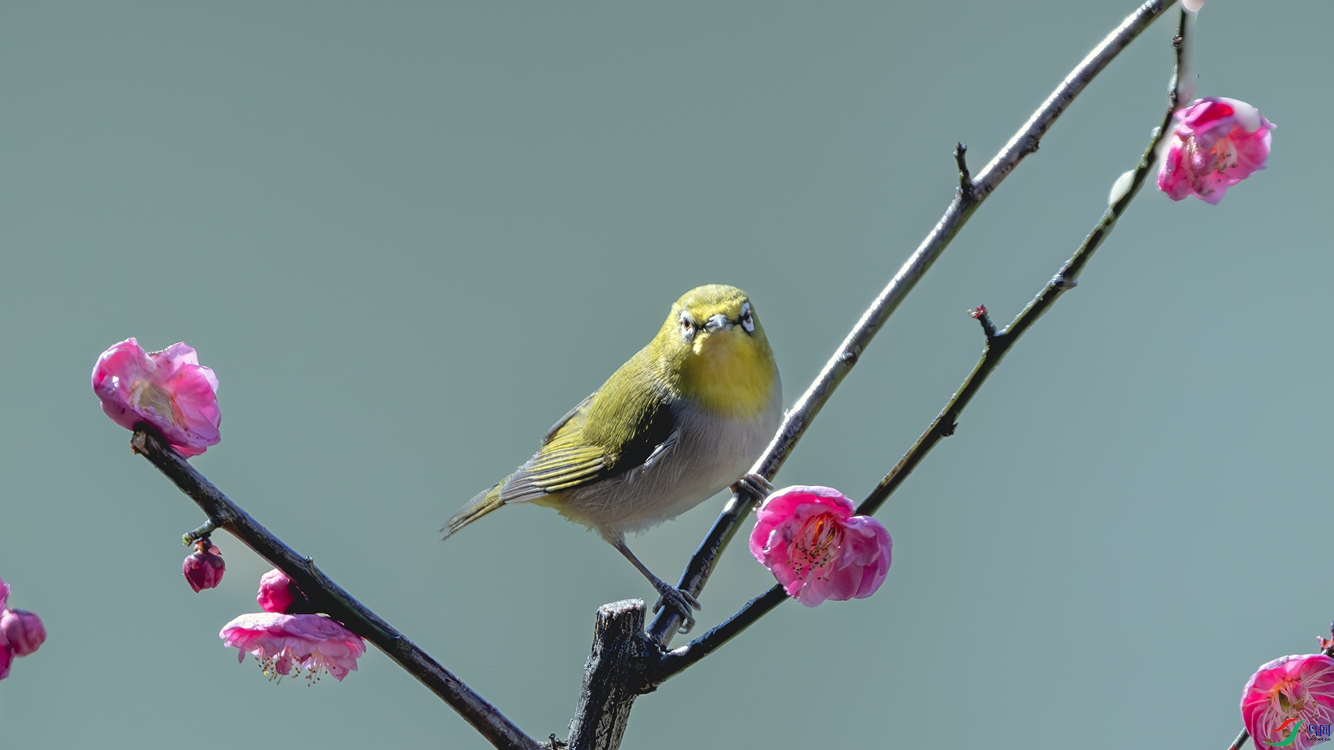 DSC_6378-����ǿ-NR ����.jpg