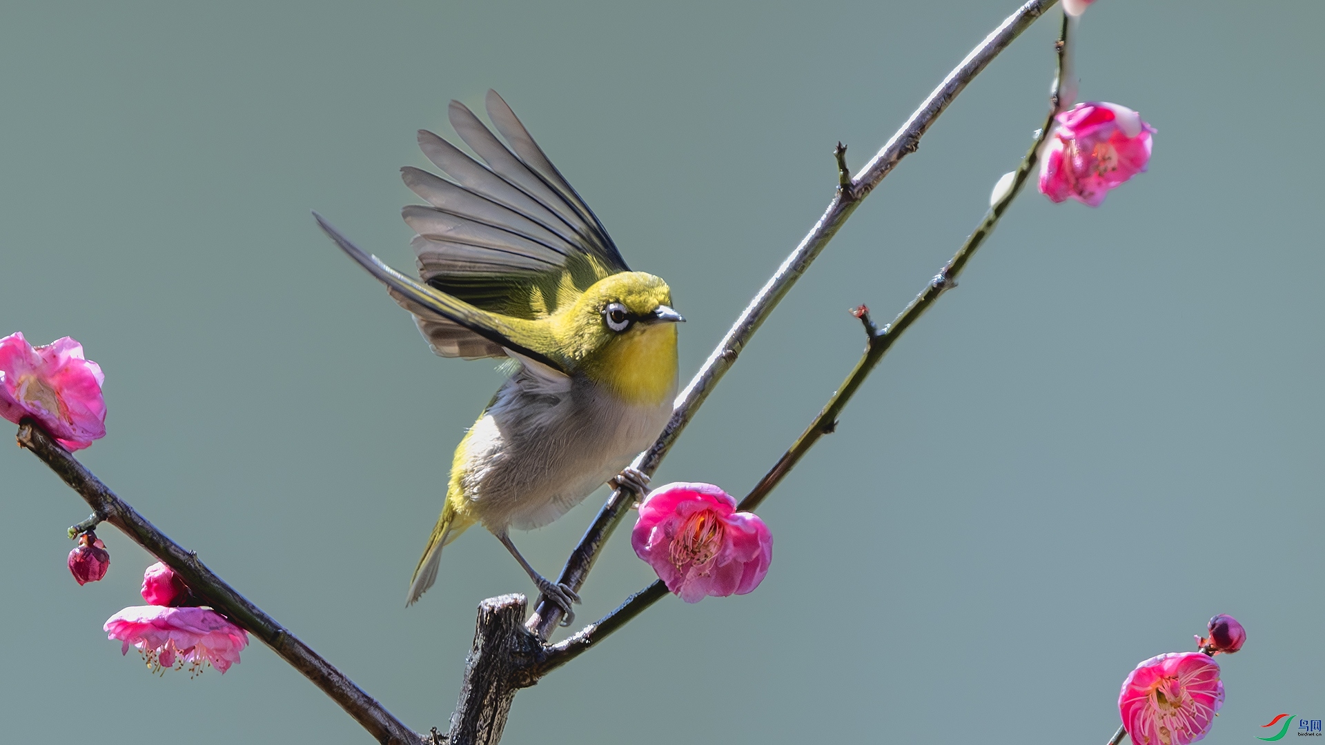 DSC_6379-����ǿ-NR ����.jpg