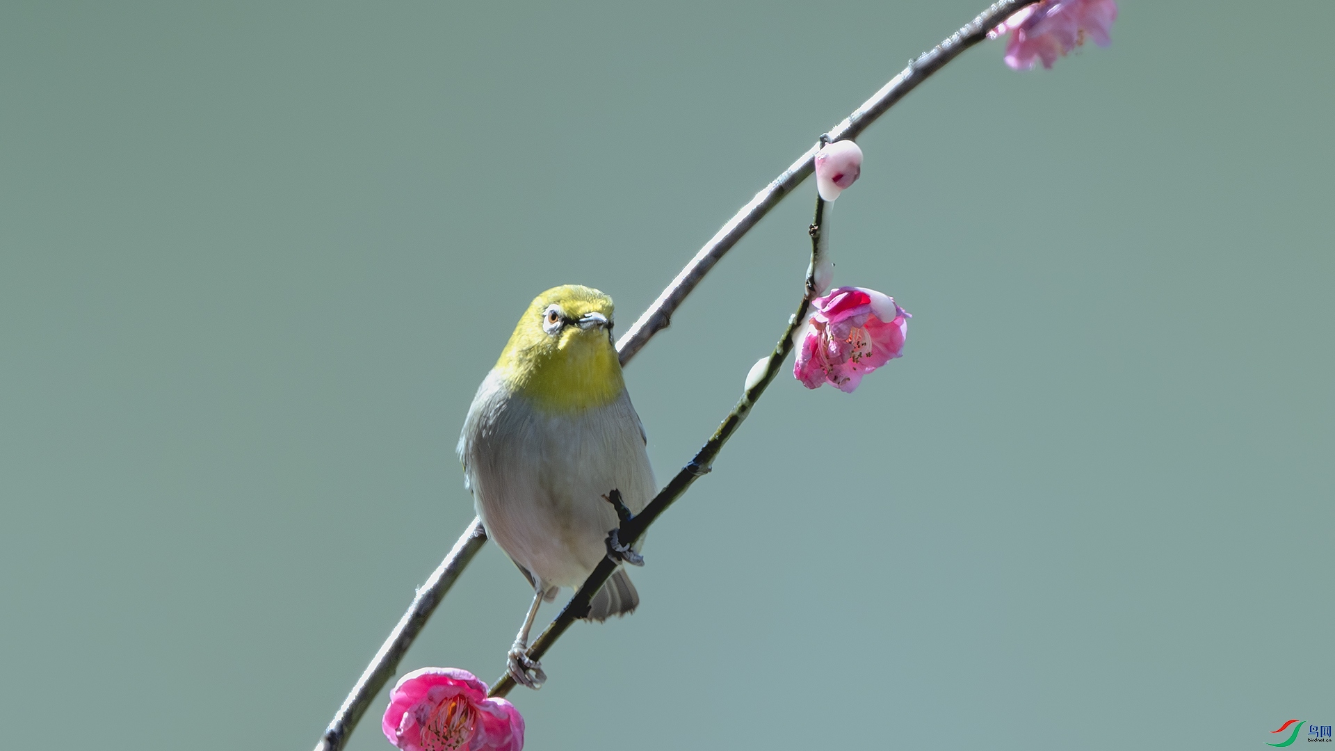 DSC_6396-����ǿ-NR ����.jpg