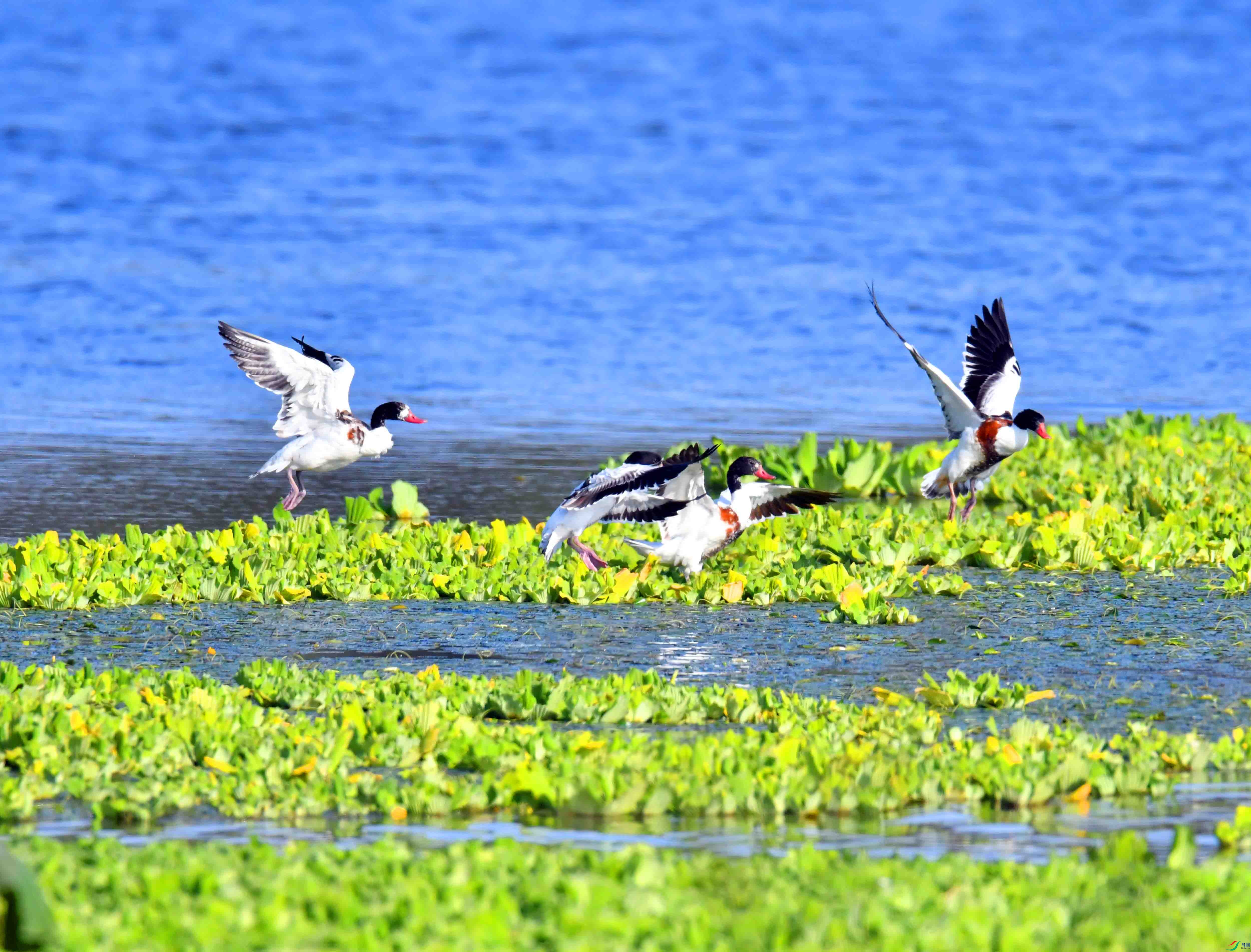 DSC_2873.JPG