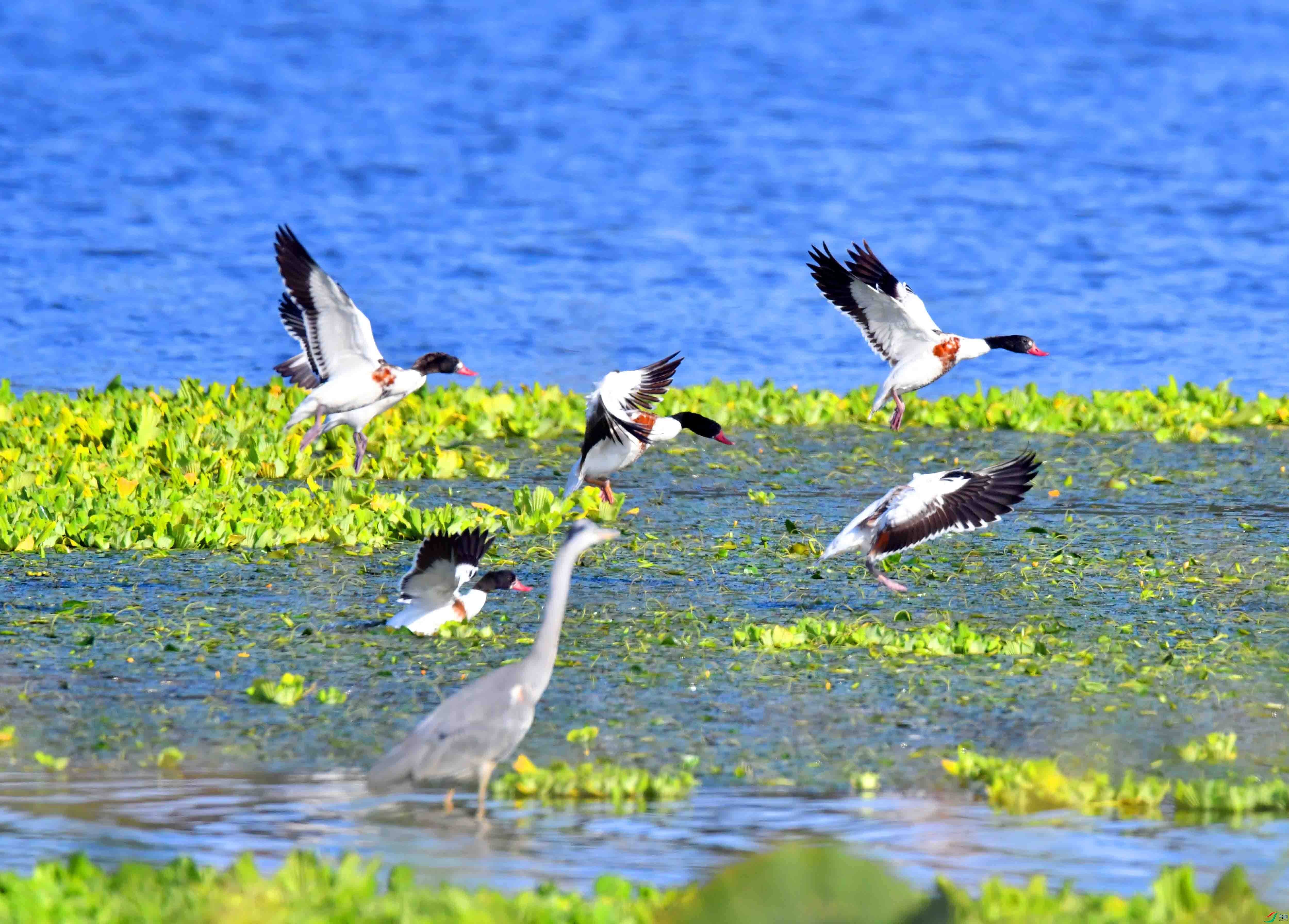 DSC_2883.JPG