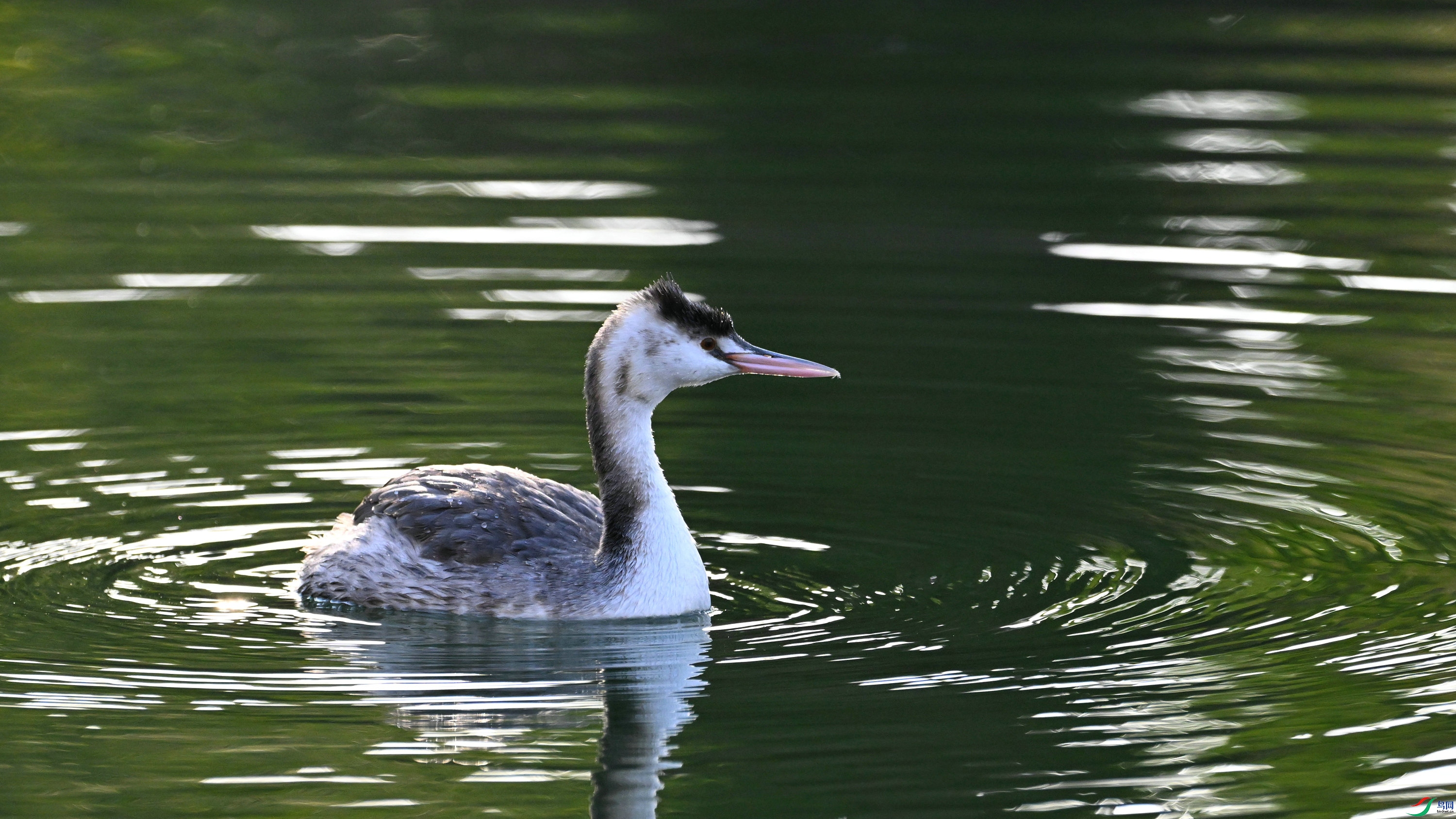 DSC_0298.JPG