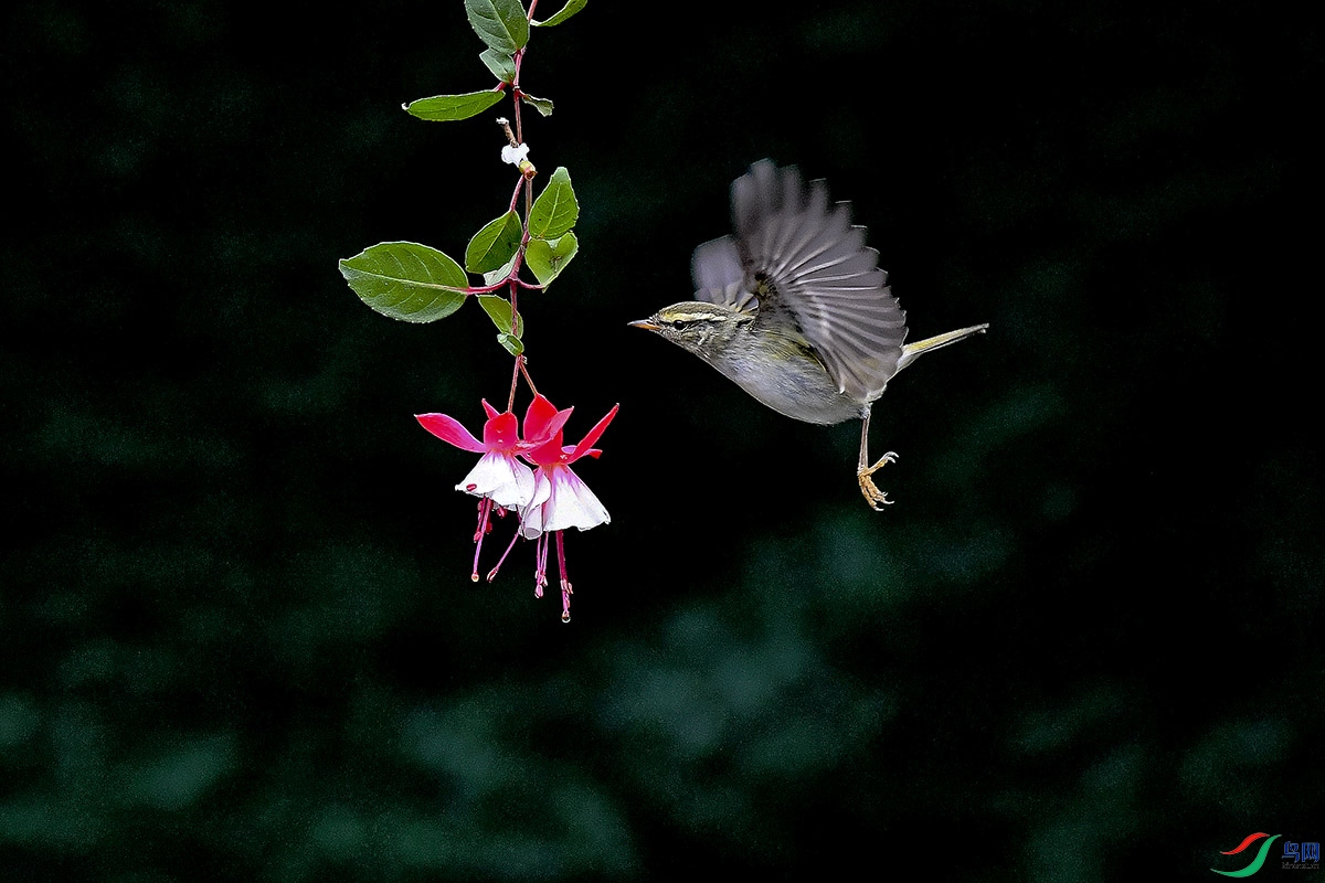 DSC_0229.jpg