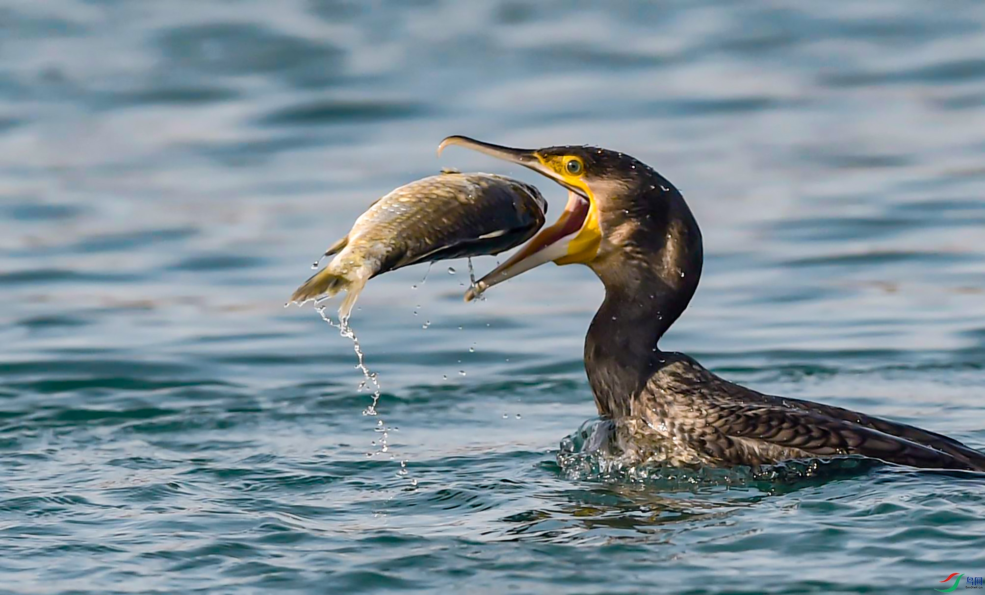 DSC_5284_����.jpg