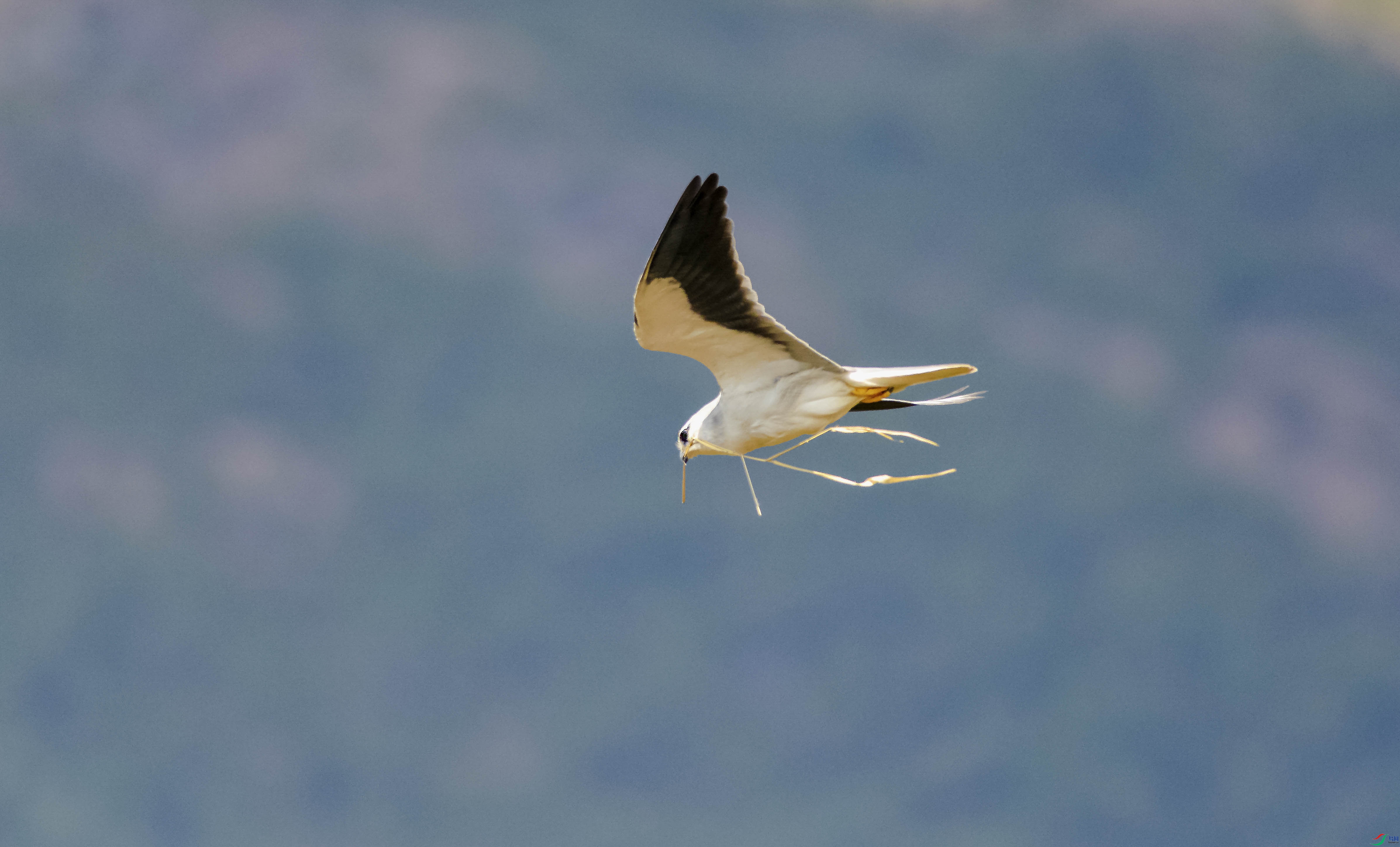 DSC_5496.jpg