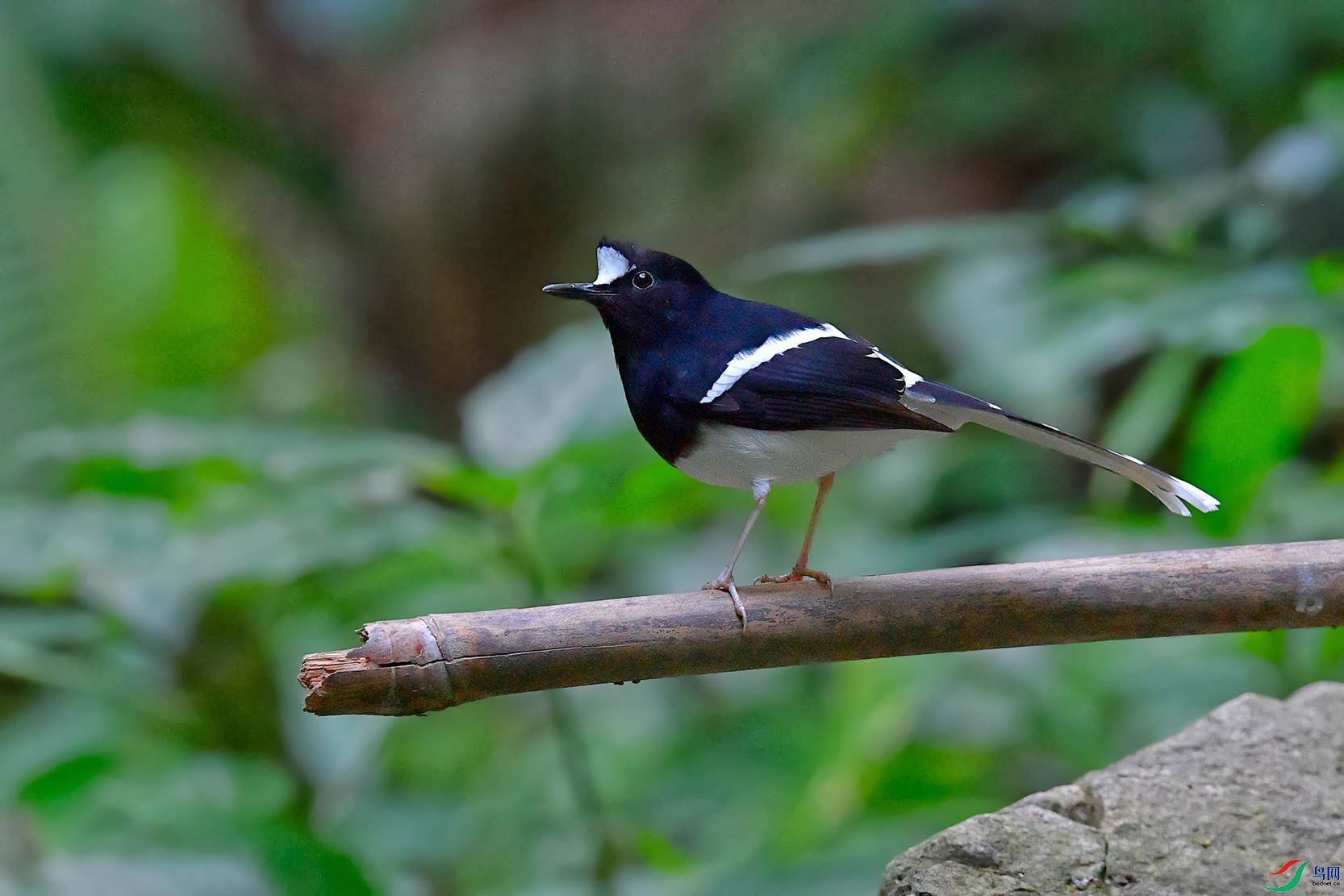 DSC_5250_DxOa.jpg