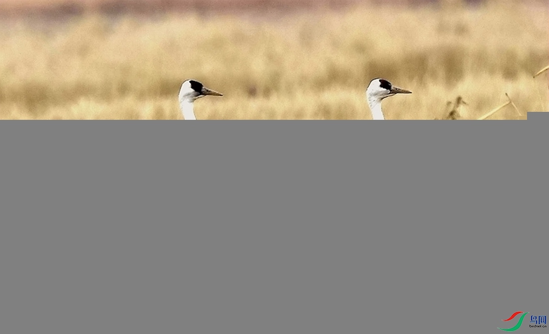 �t����