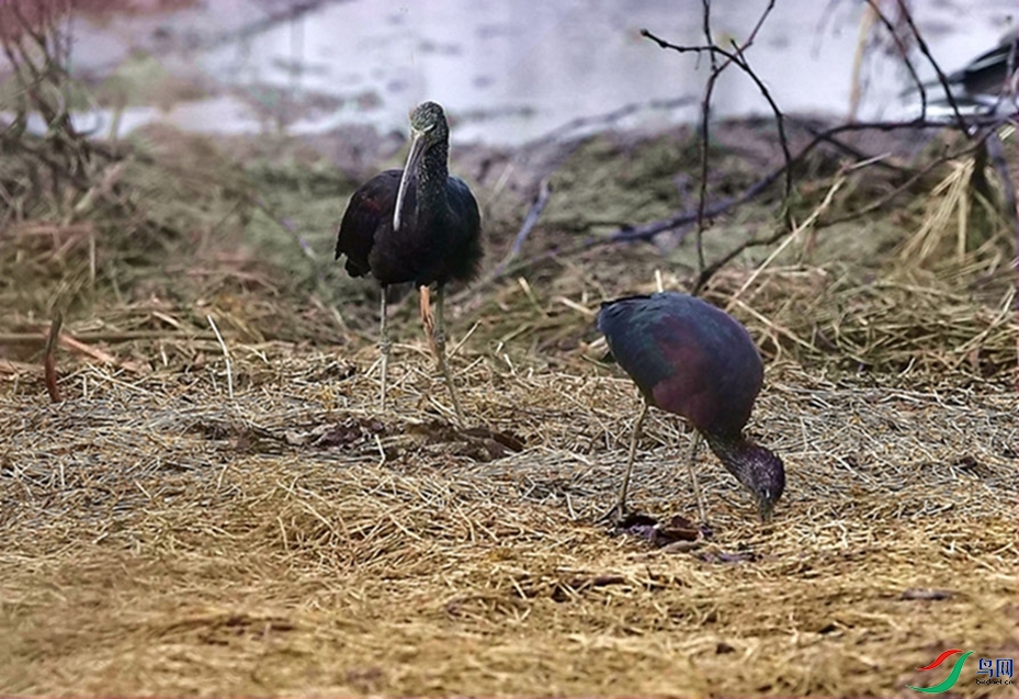 �ػع�����