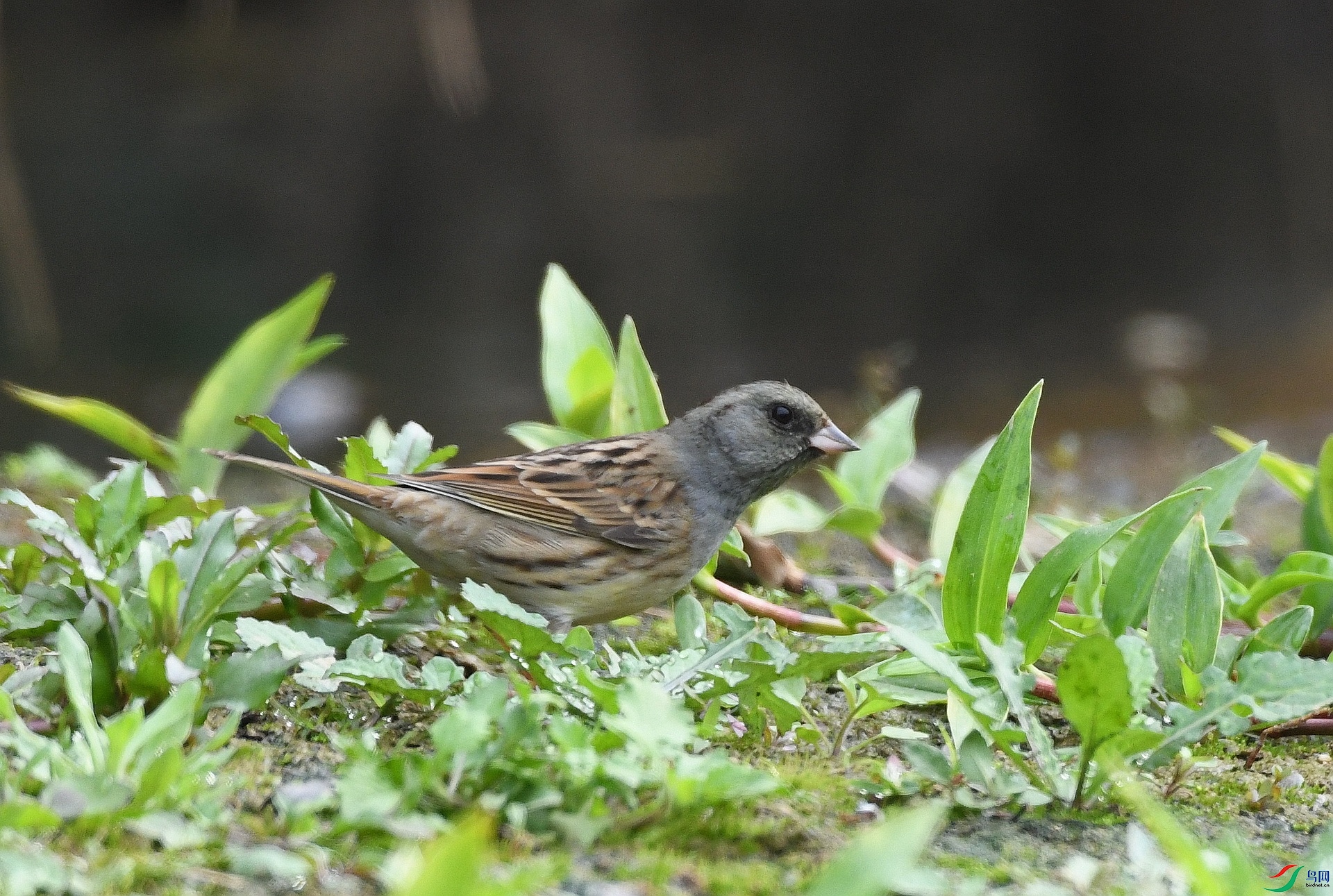 DSC_7445.jpg