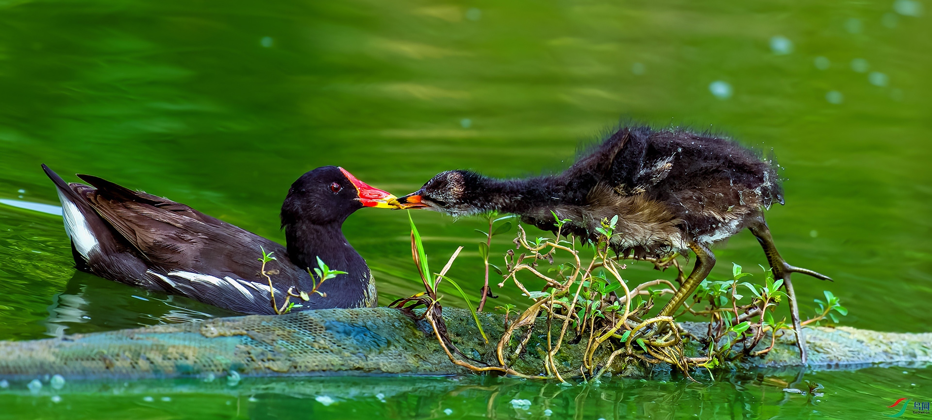 ����֮��