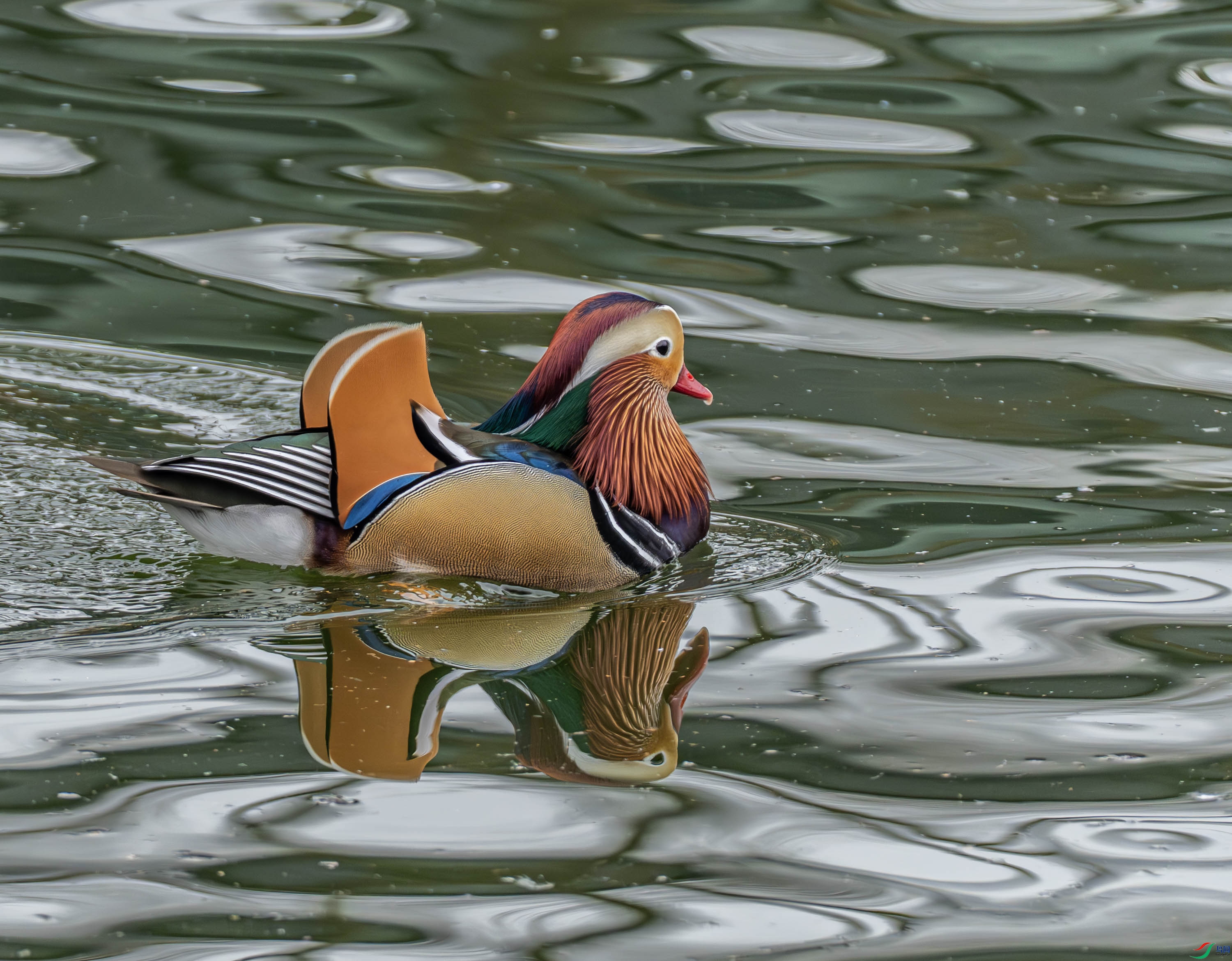 ԧ��-01 (1 - 8).jpg