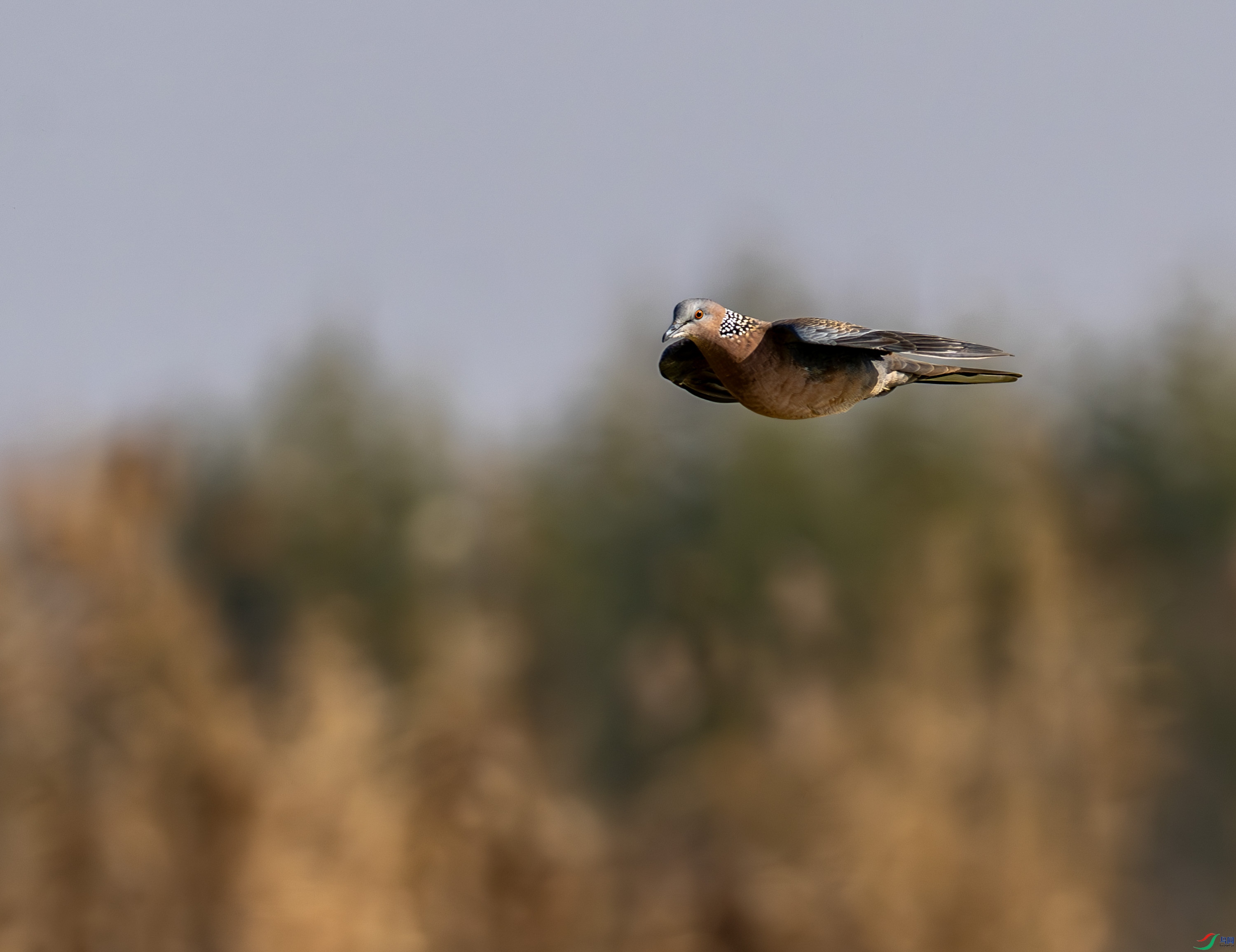 �龱���-01 (1 - 1).jpg