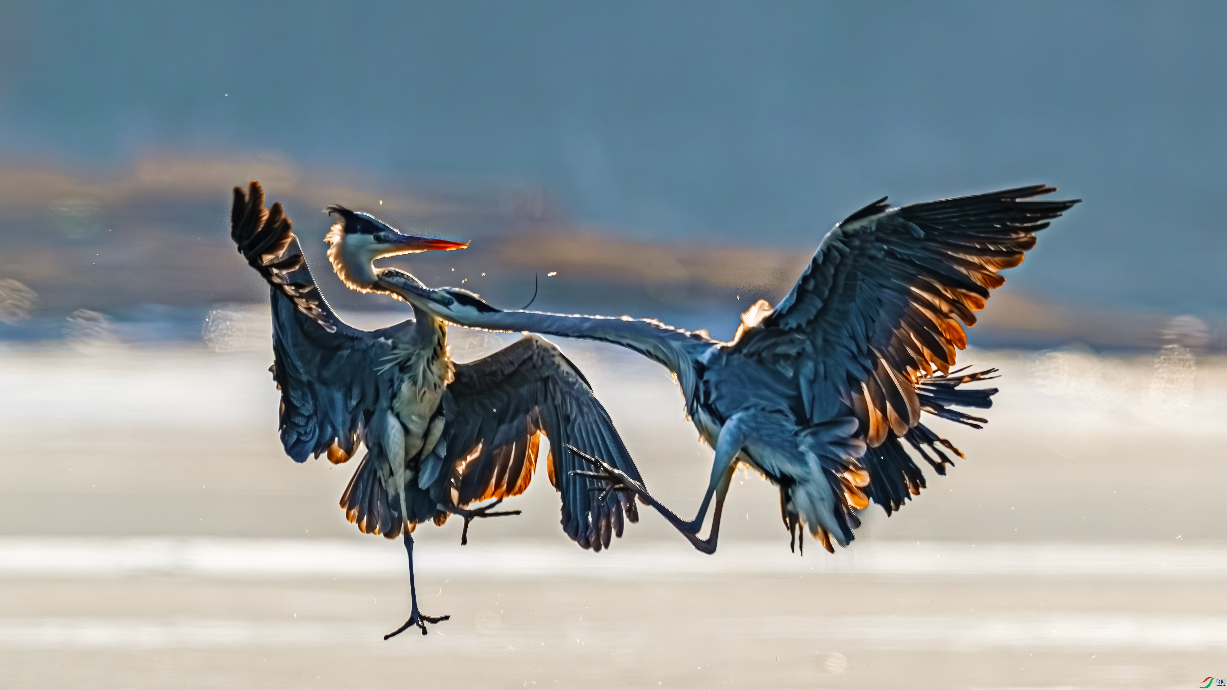 ����Փ��