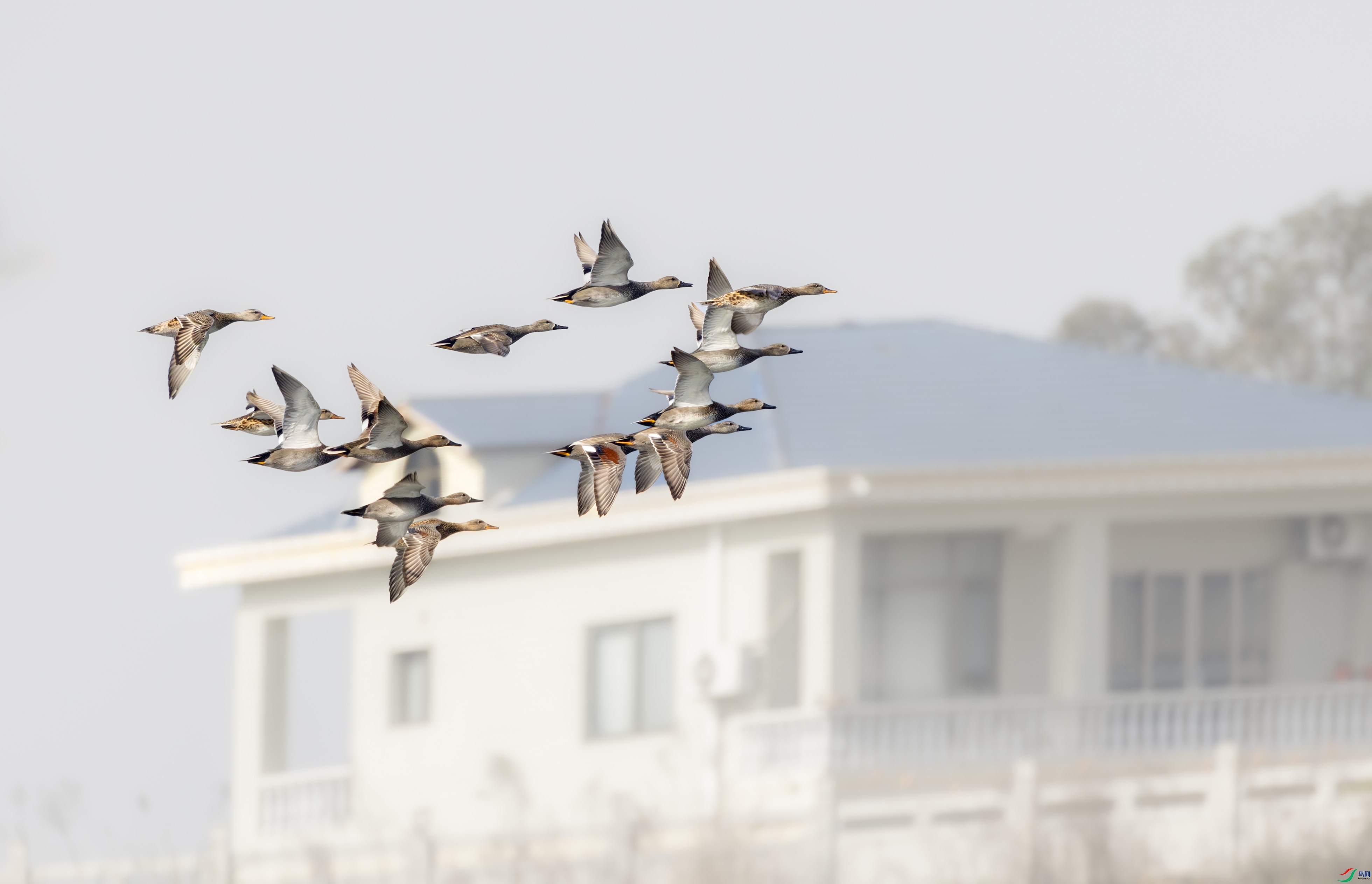 G47A1322-����ǿ-NR ����.jpg