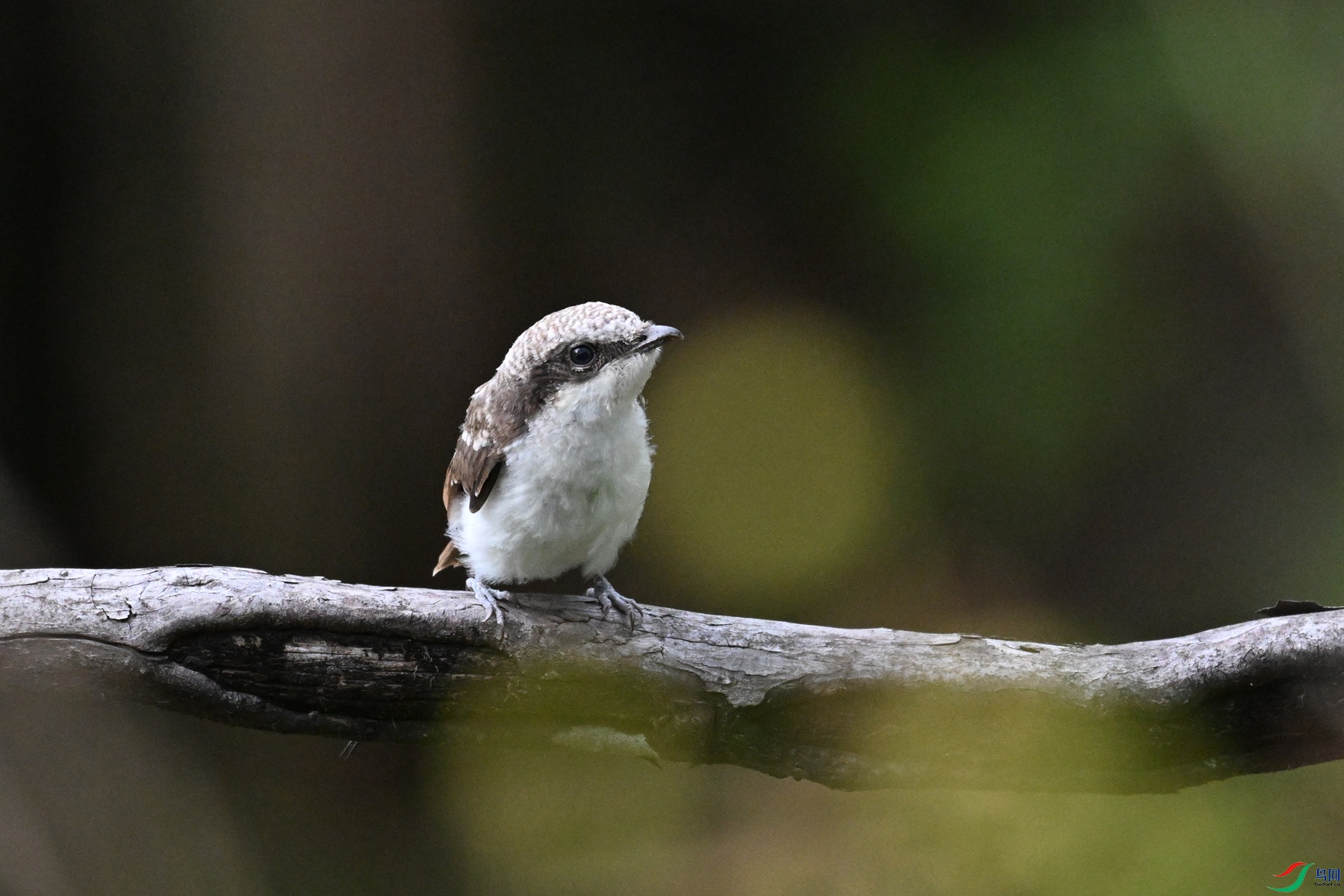 DSC_2052.JPG