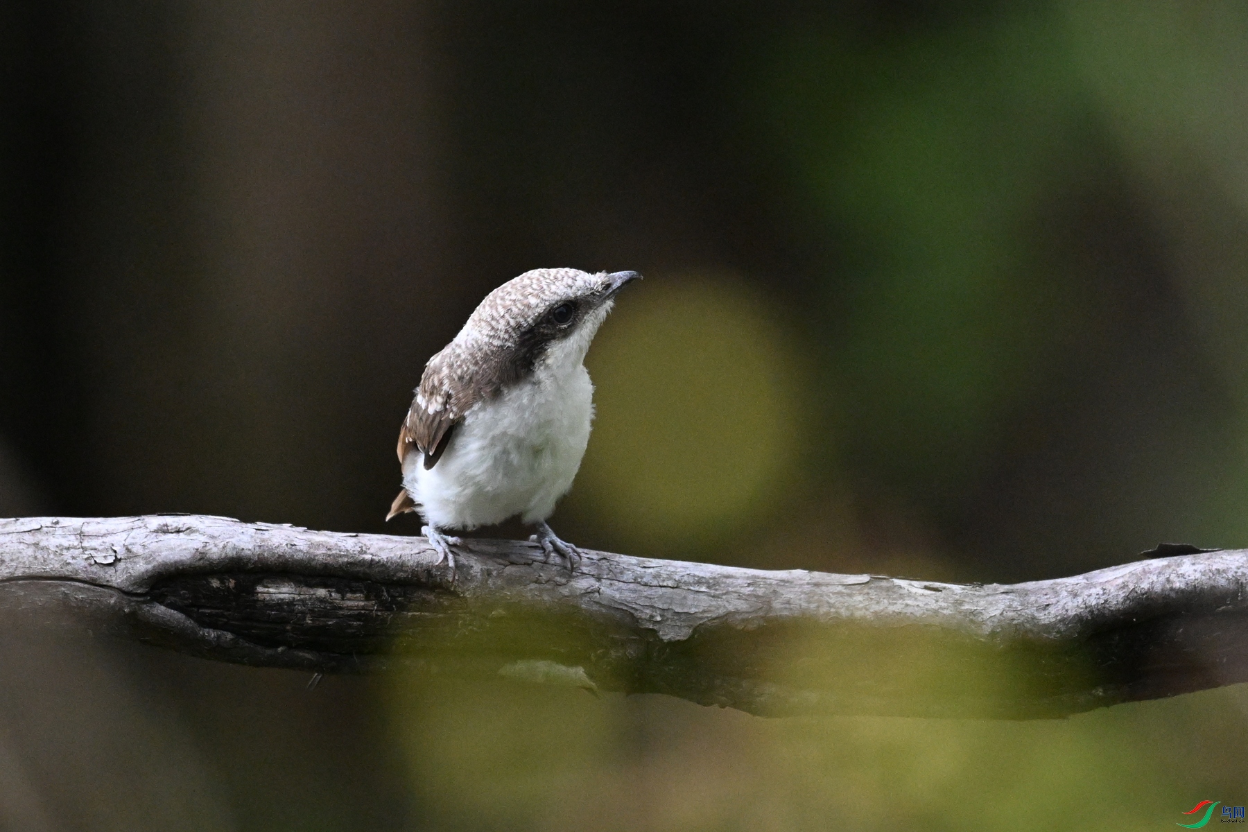 DSC_2056.JPG