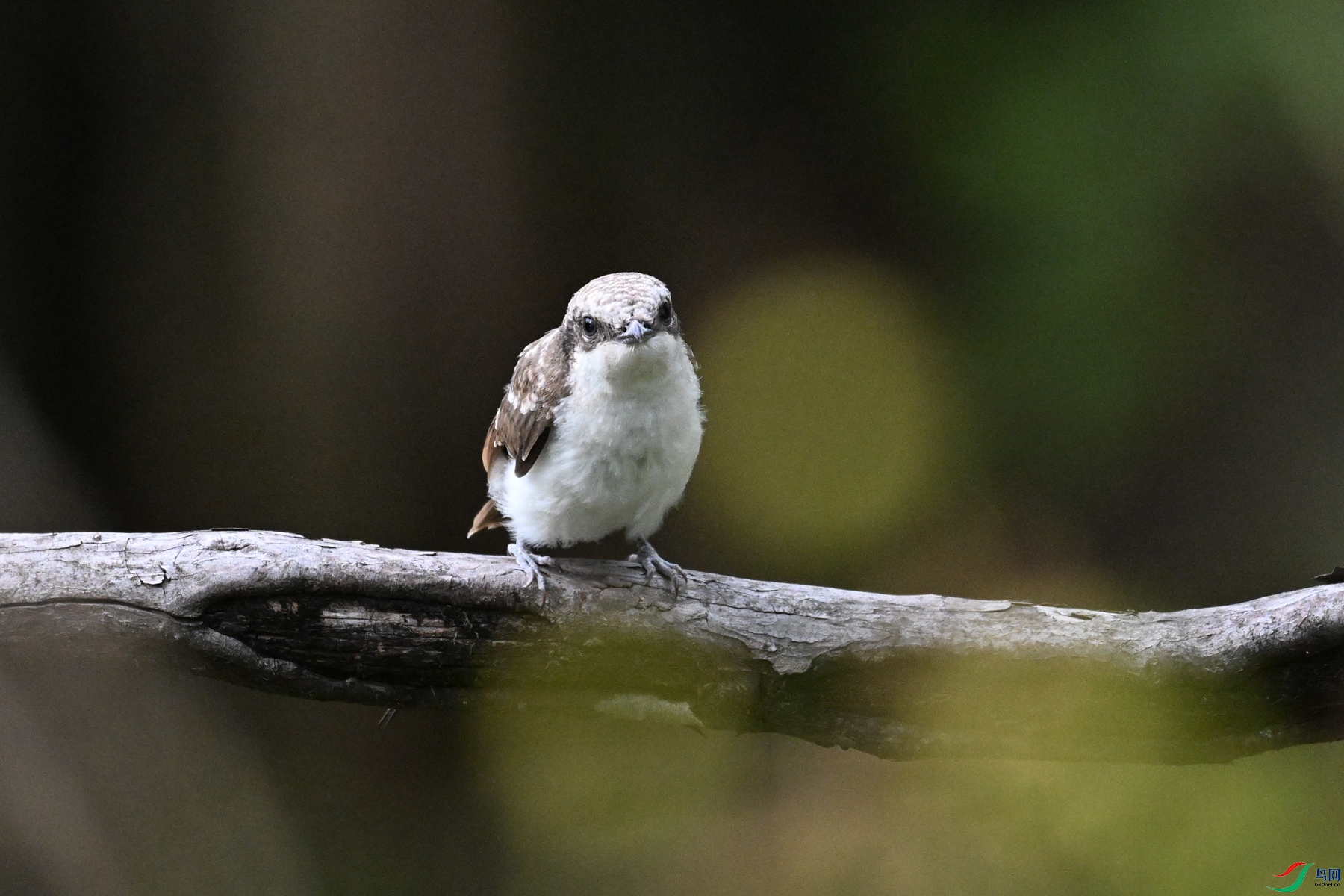 DSC_2062.JPG