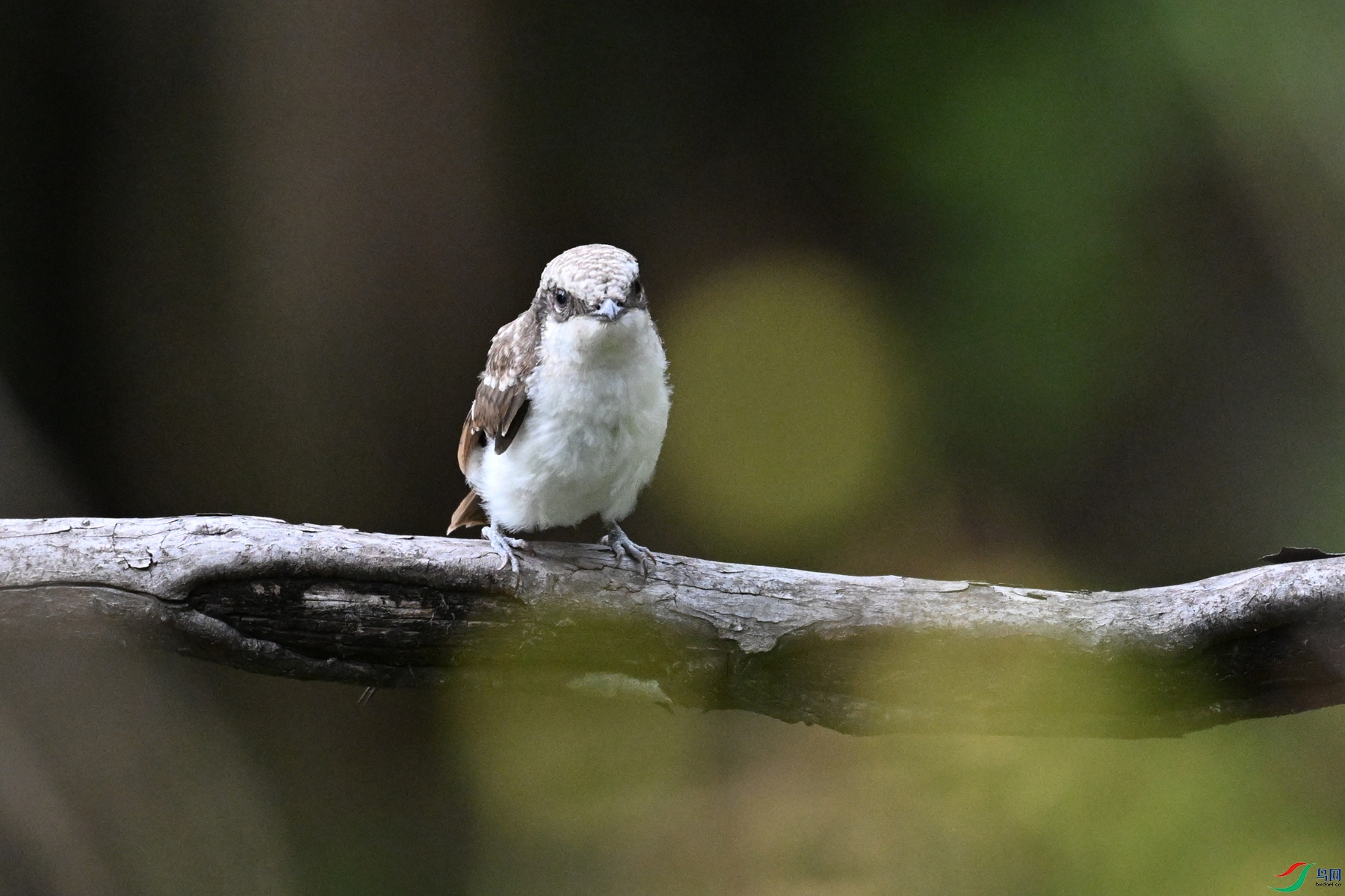 DSC_2049.JPG