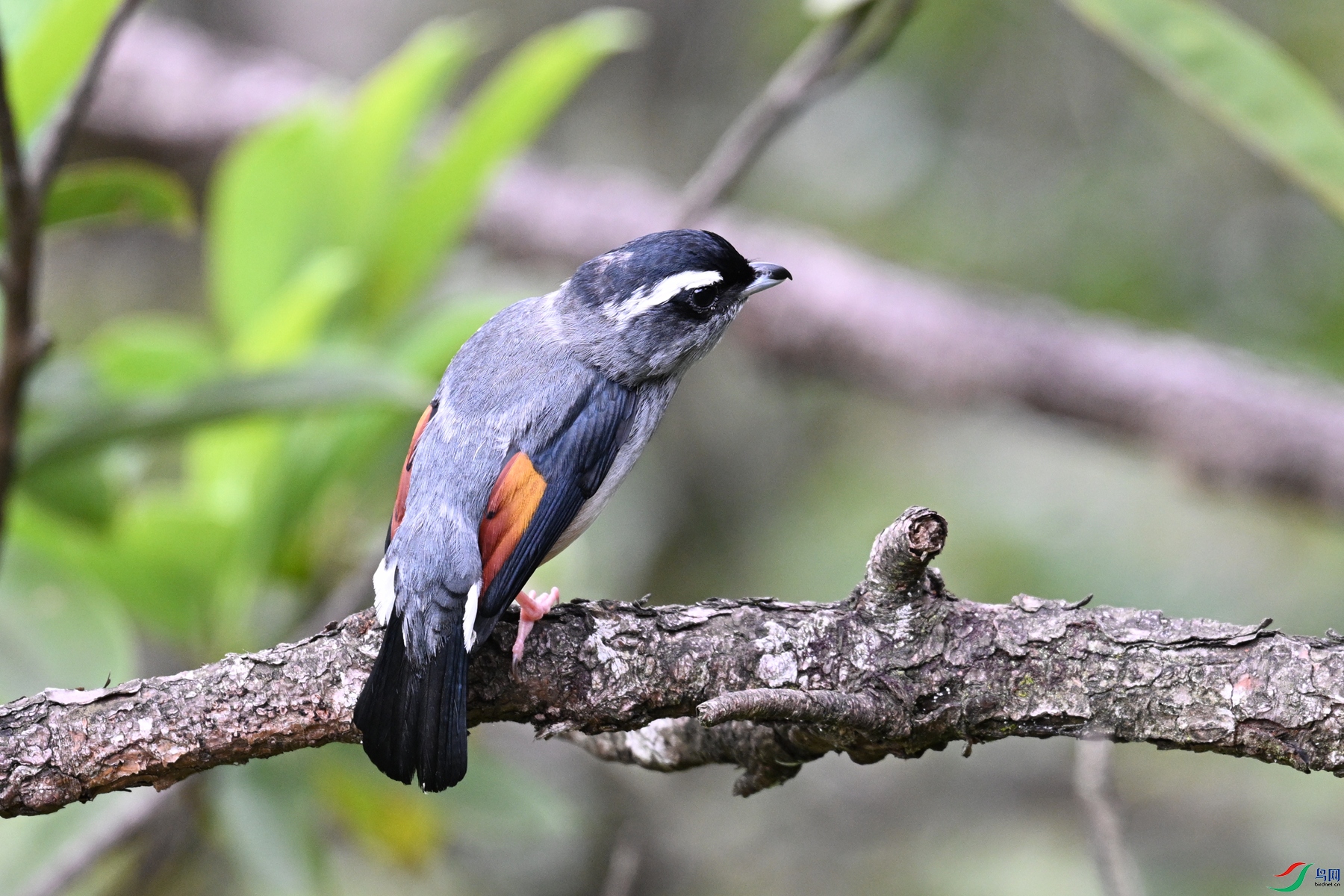 DSC_1044.JPG