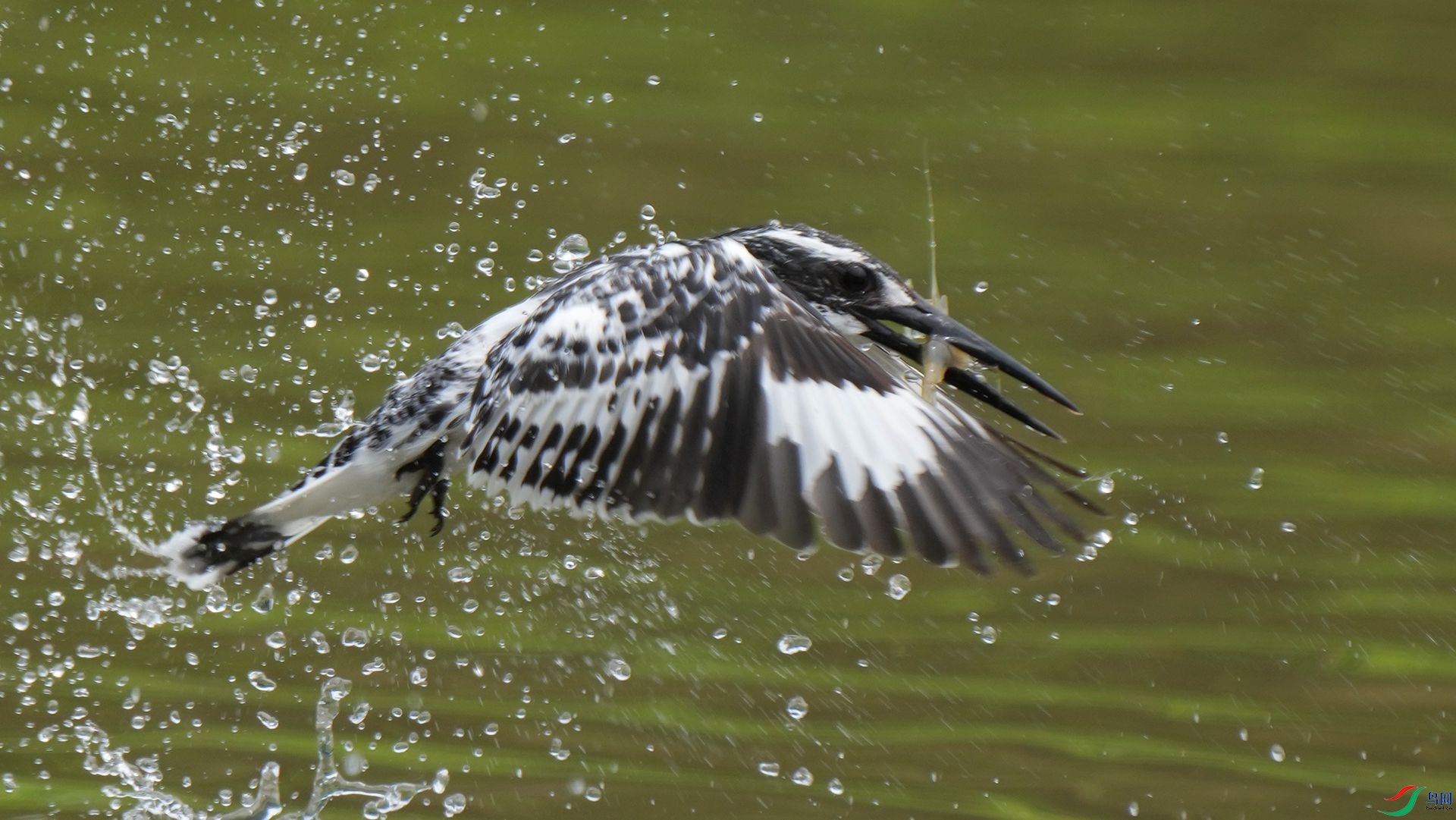 DSC00877 ����.jpg