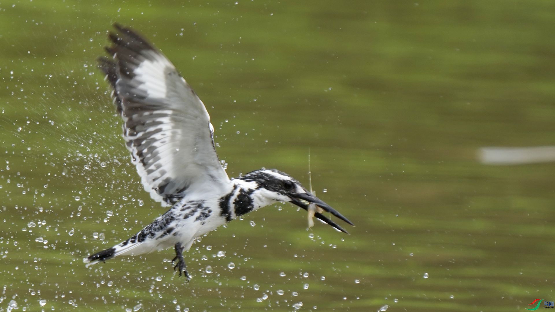 DSC00878 ����.jpg