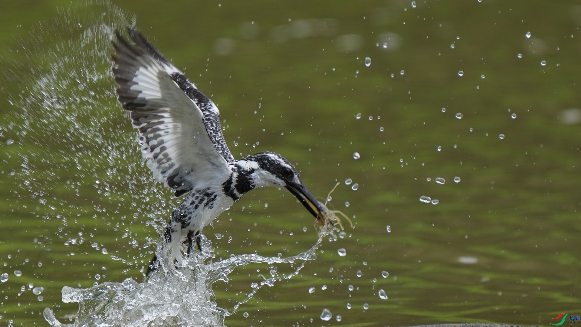 DSC00942 ����.jpg