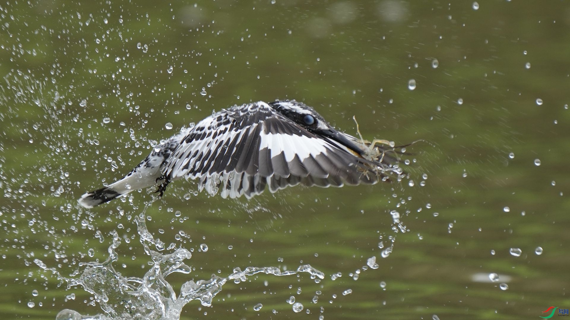 DSC00943 ����.jpg