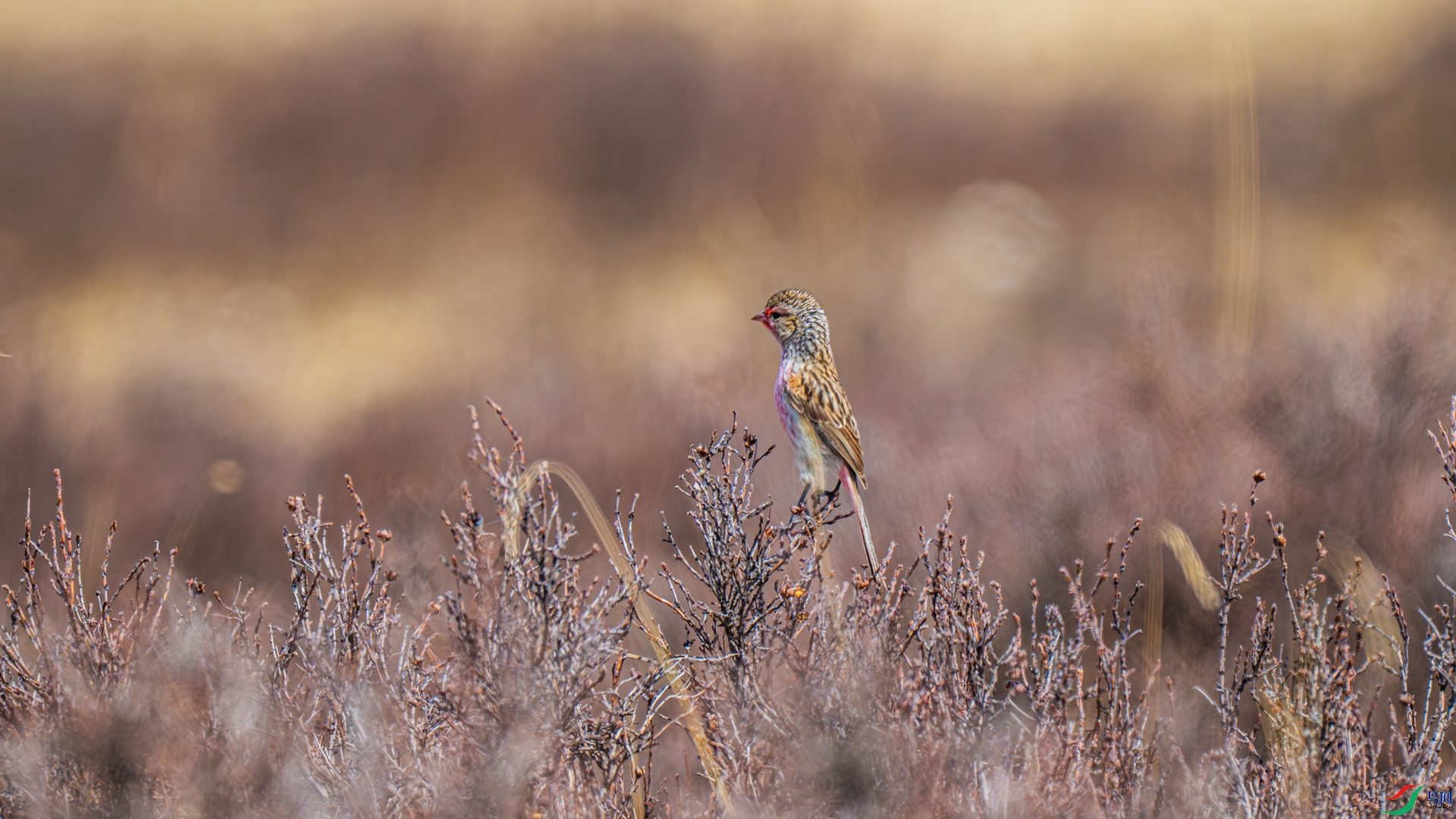 _DSC6146-3_����.jpg