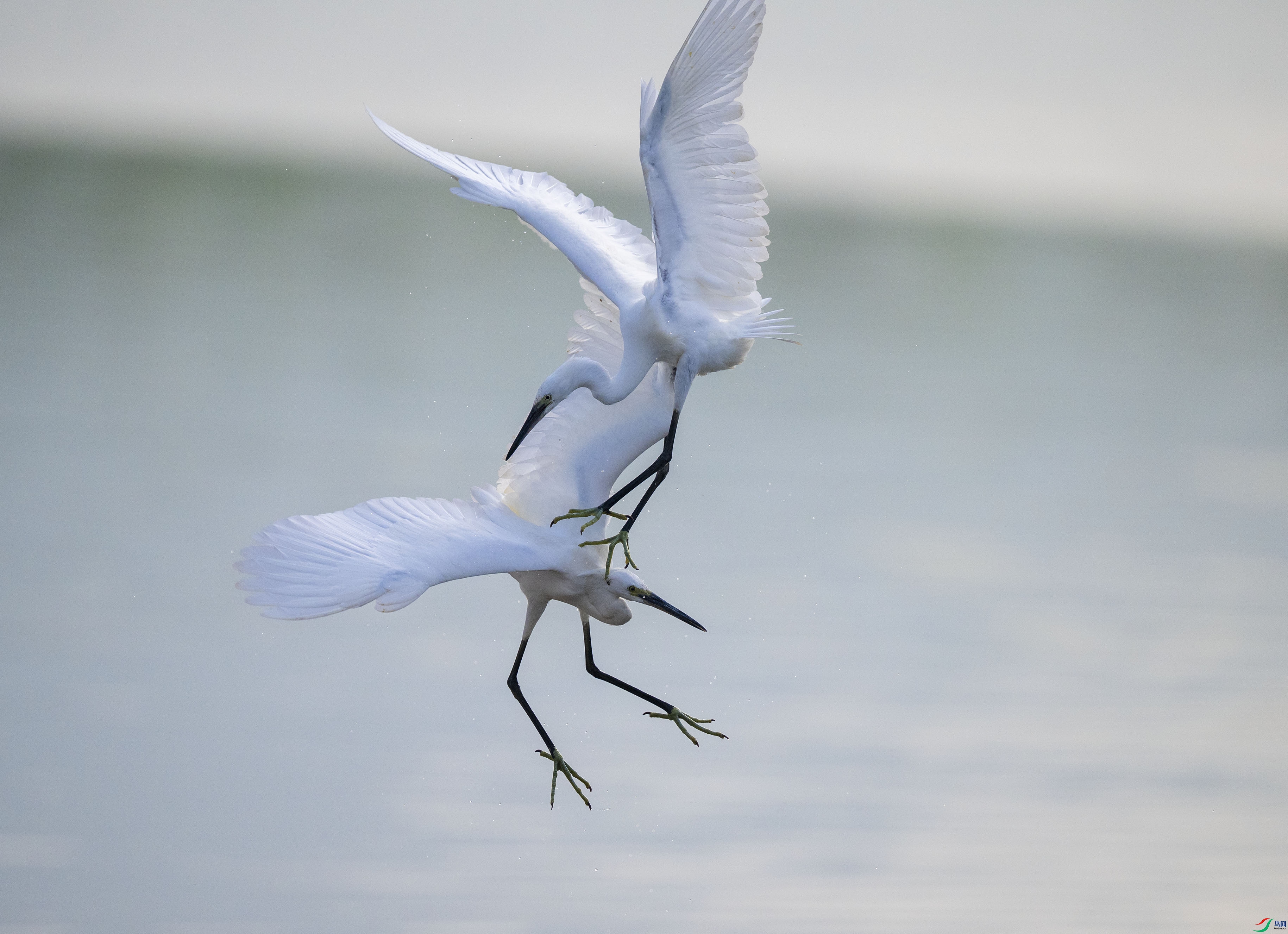 DSC_8042.jpg