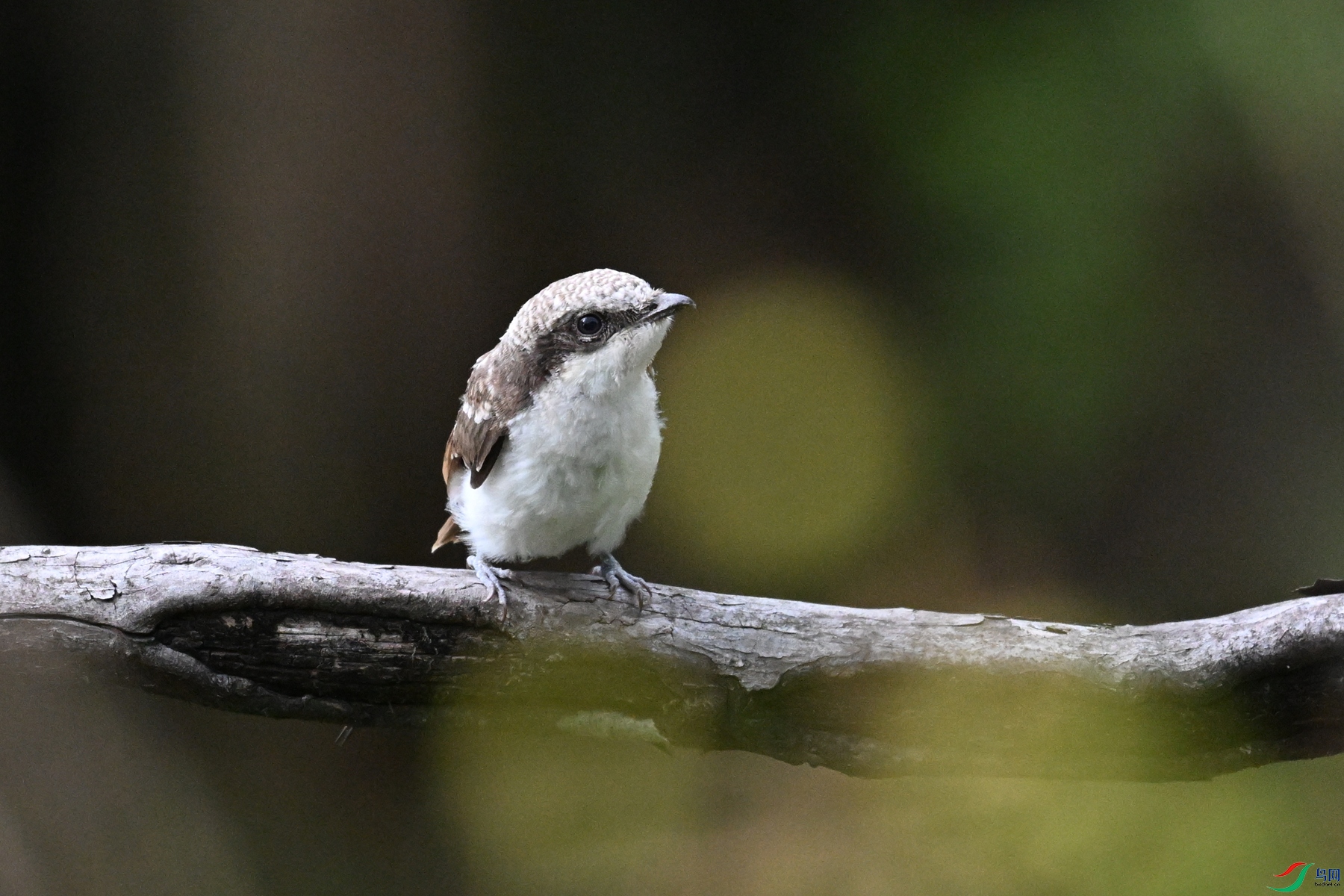 DSC_2053.JPG