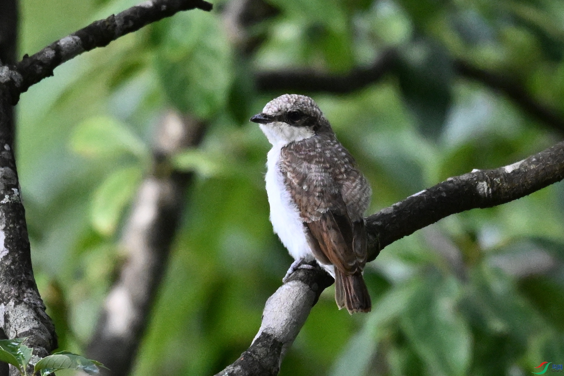 DSC_2075.JPG