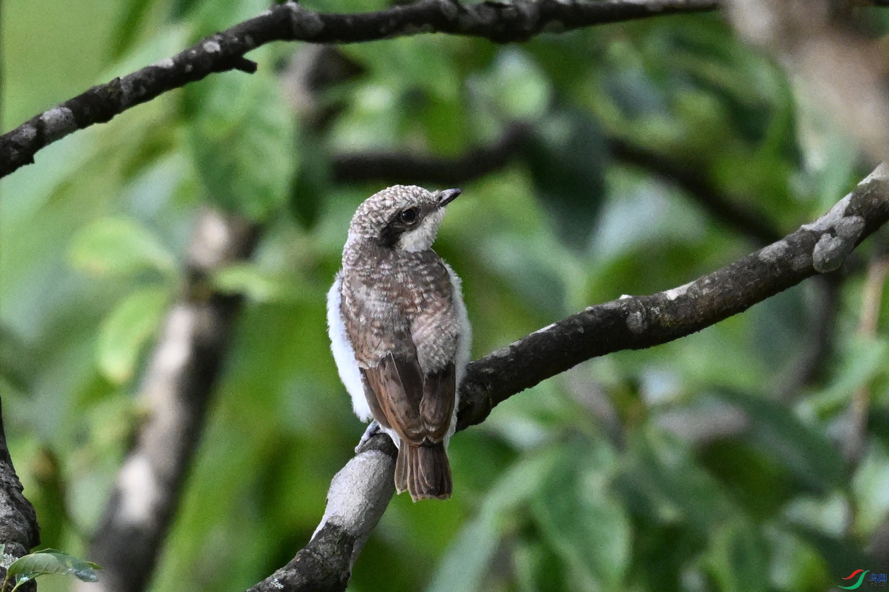 DSC_2077.JPG