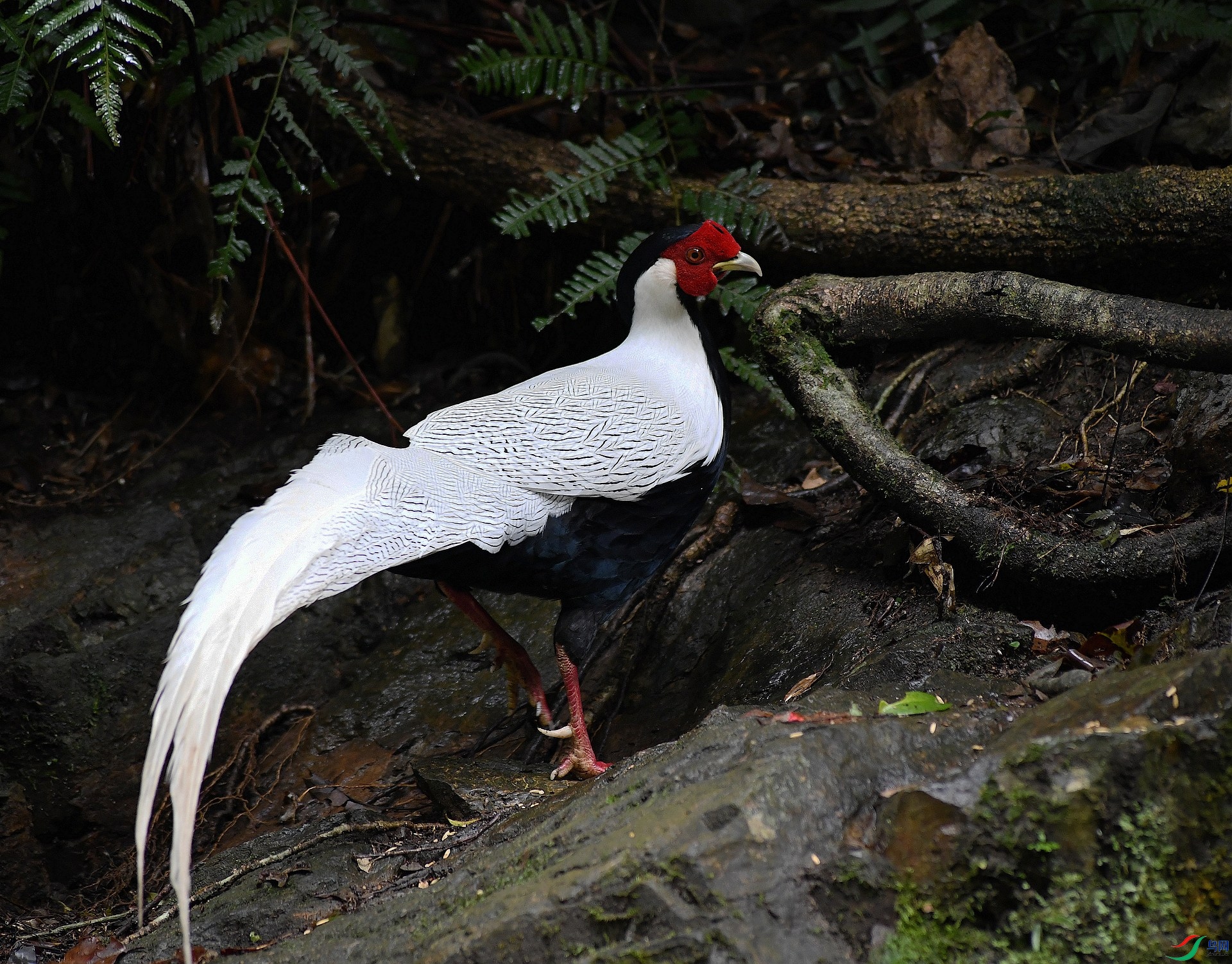 DSC_0351.jpg