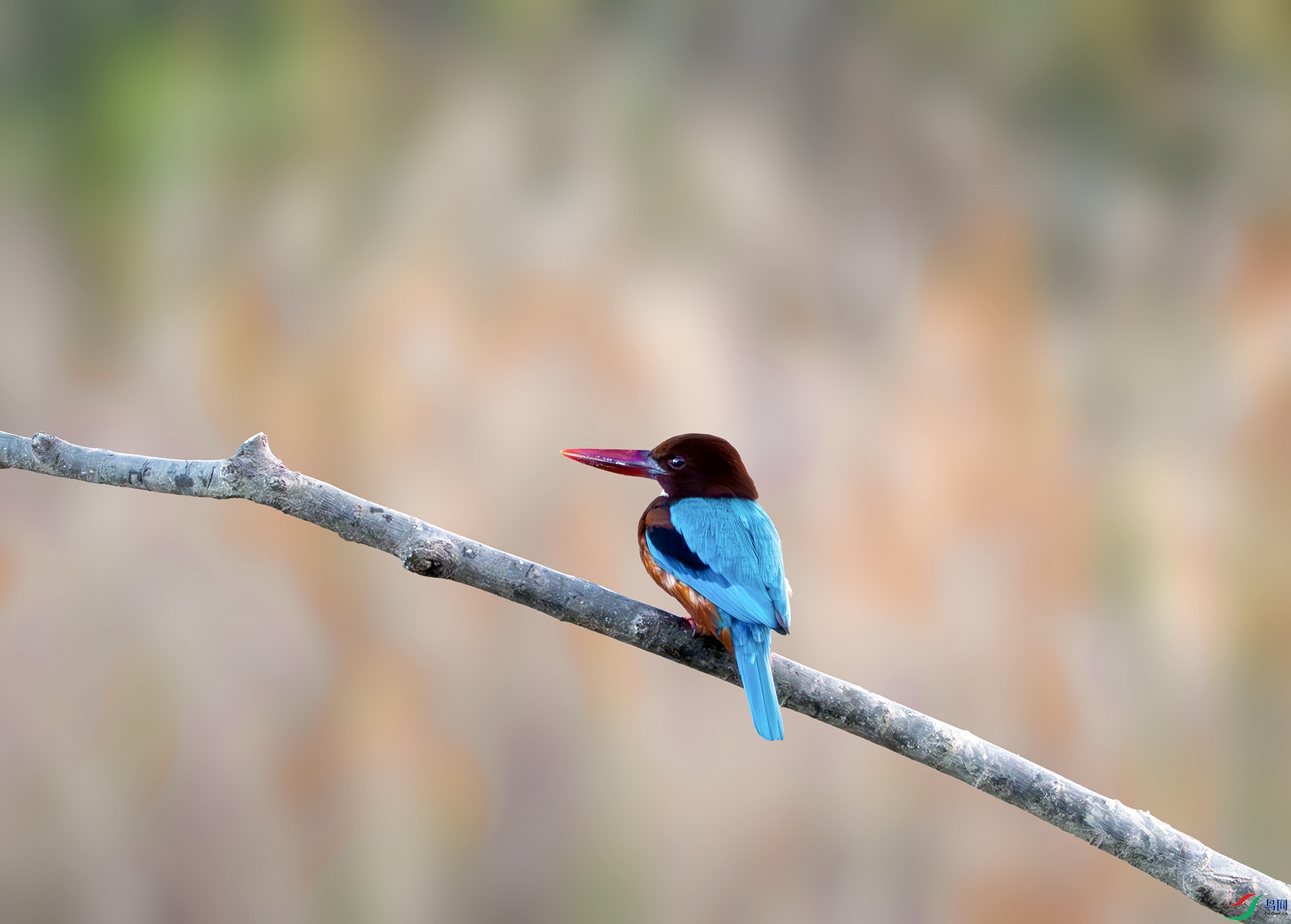 DSC07444-����ǿ-NR ���� 2.jpg