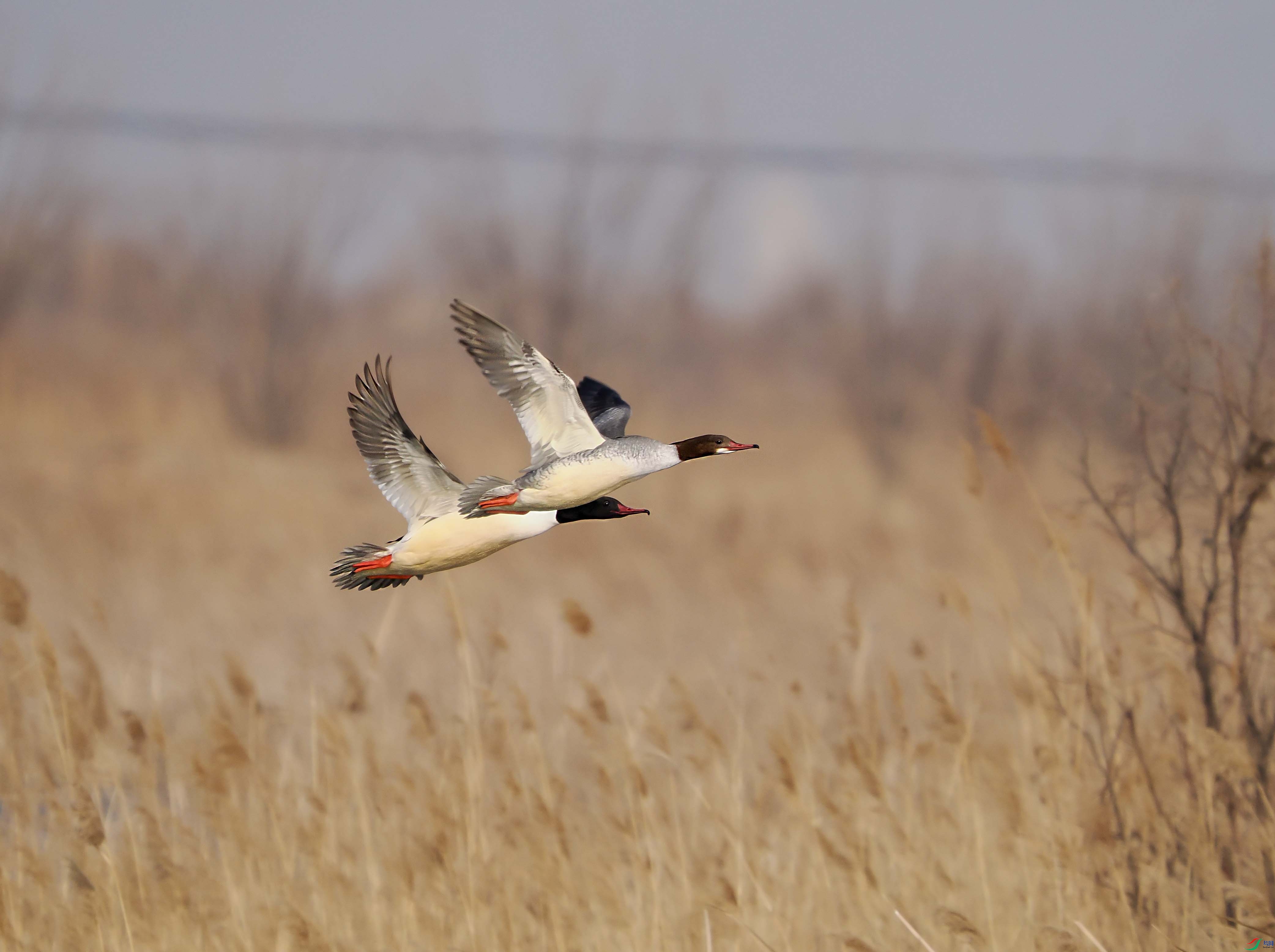 1-xtP2253396 ����.jpg