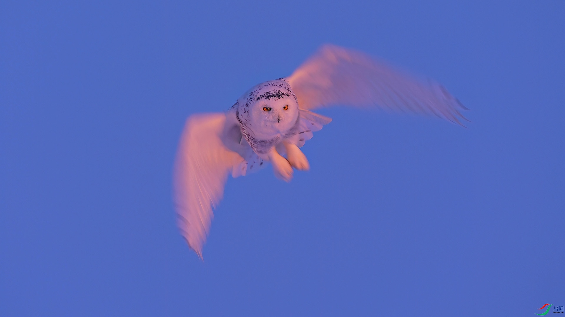 DSC05730-DeNoiseAI-low-light ����.jpg