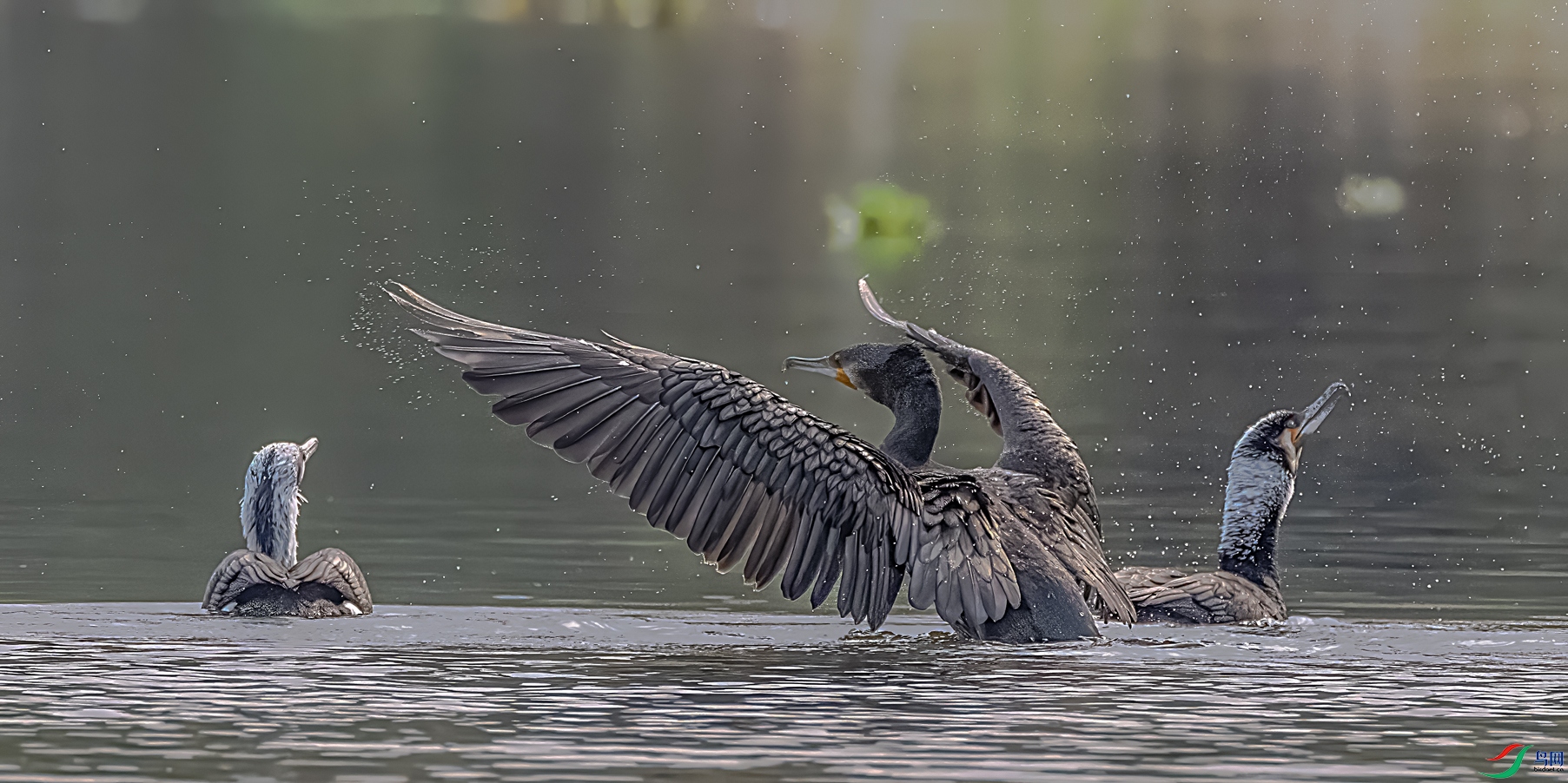 ��չ�˶�ʾ��