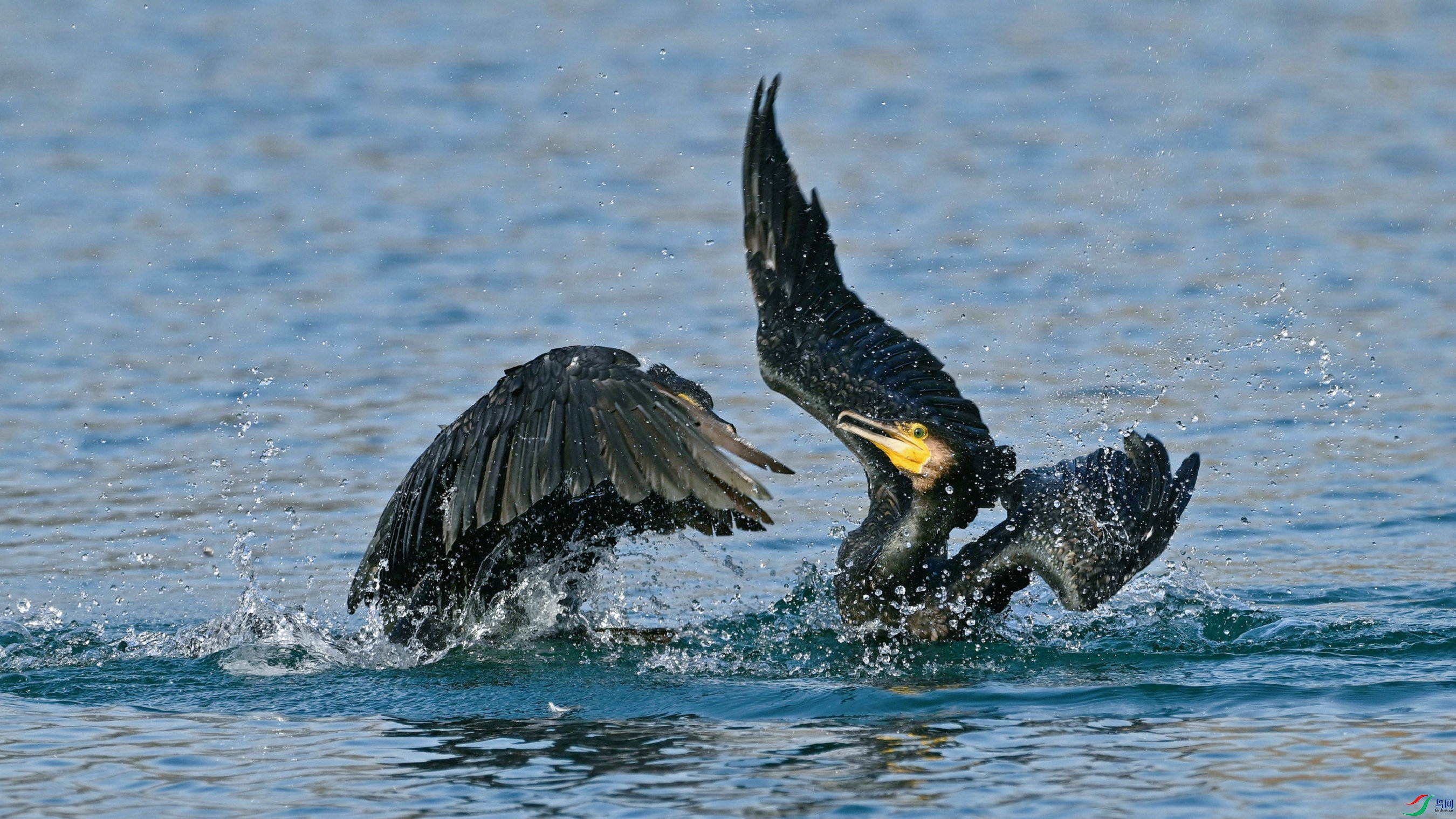 DSC_0514.JPG