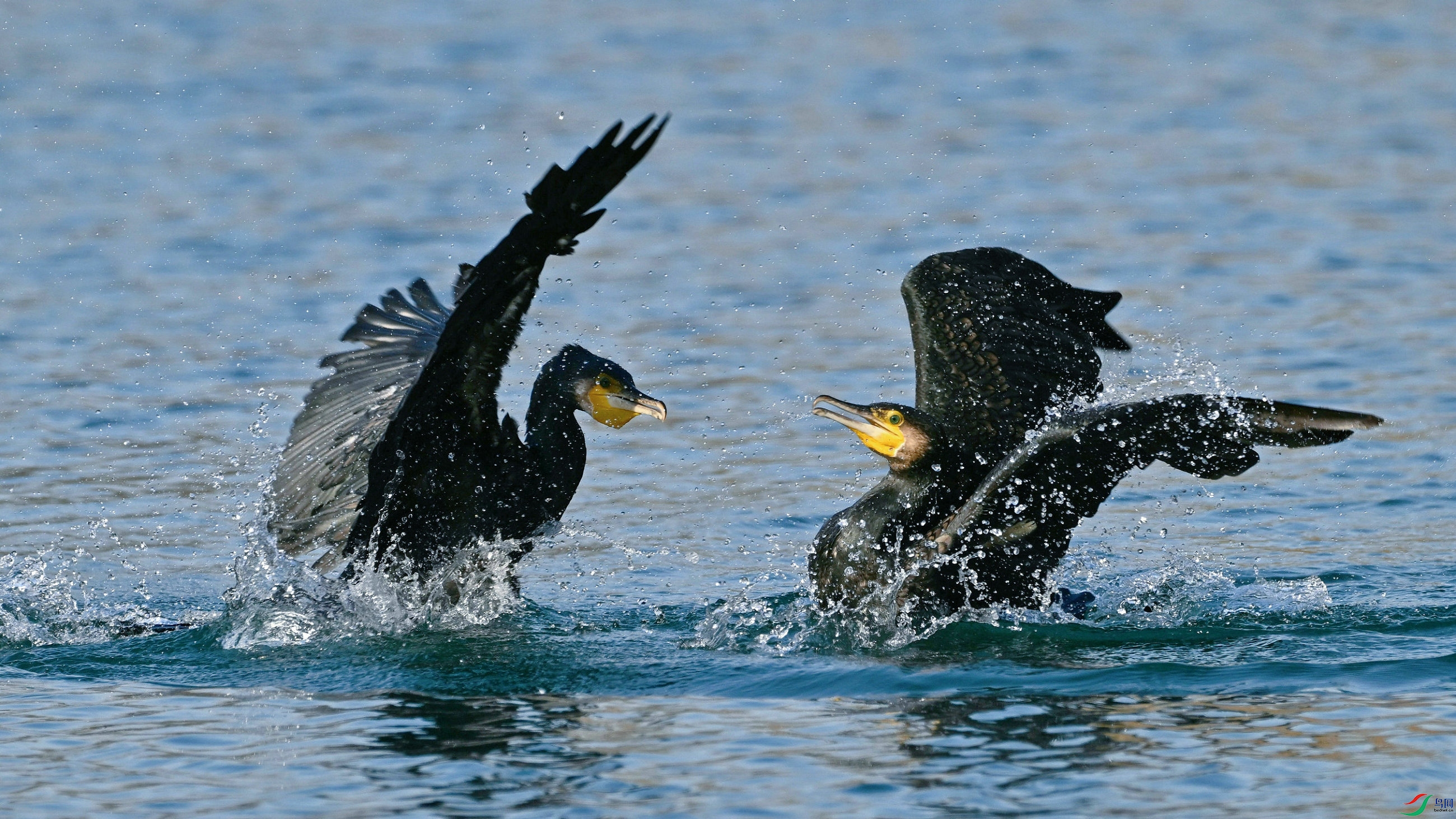 DSC_0513.JPG