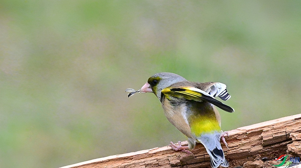 DSC_6370.JPG