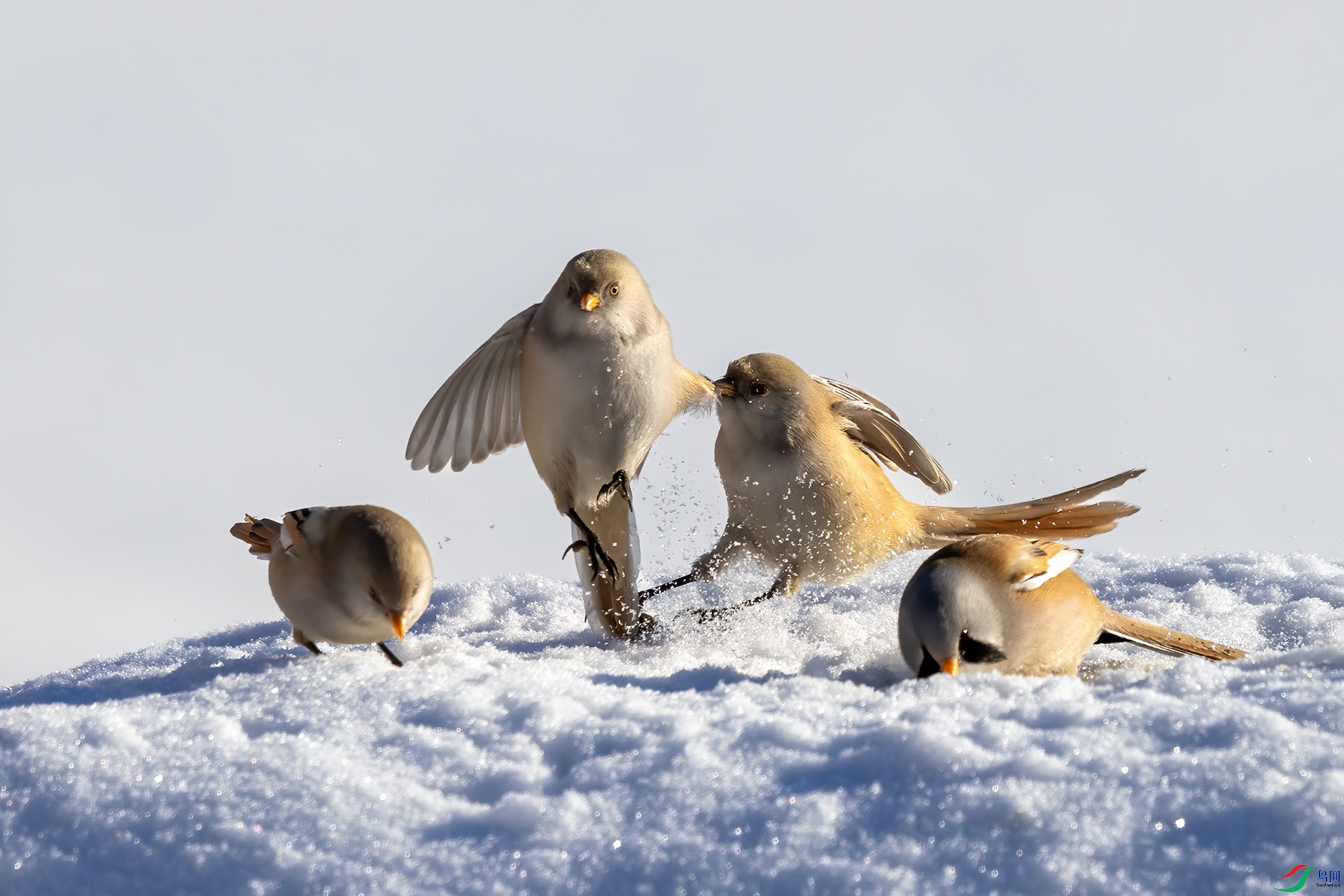 IMG_3672 ����.jpg