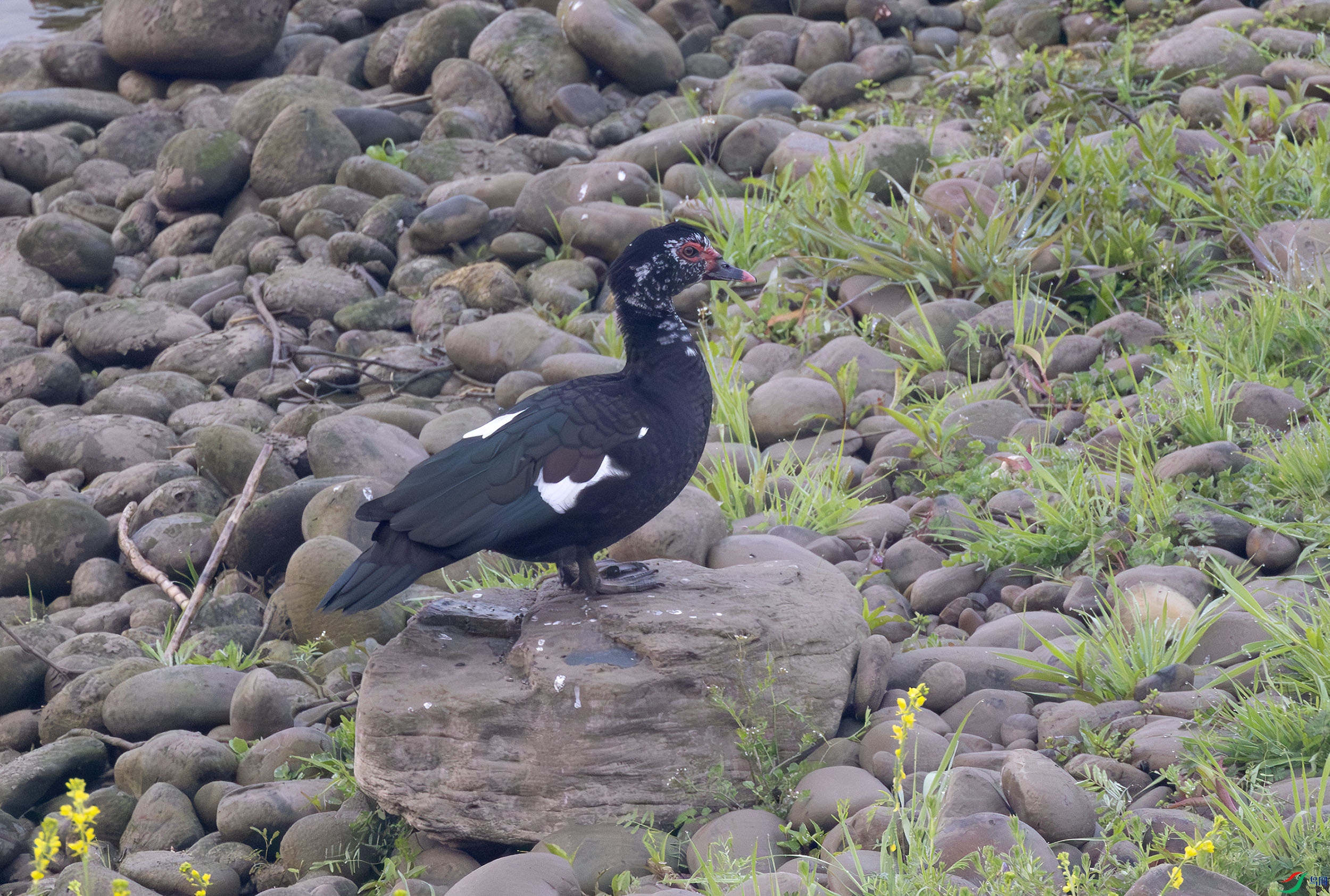 G47A5056-����ǿ-NR ����.jpg