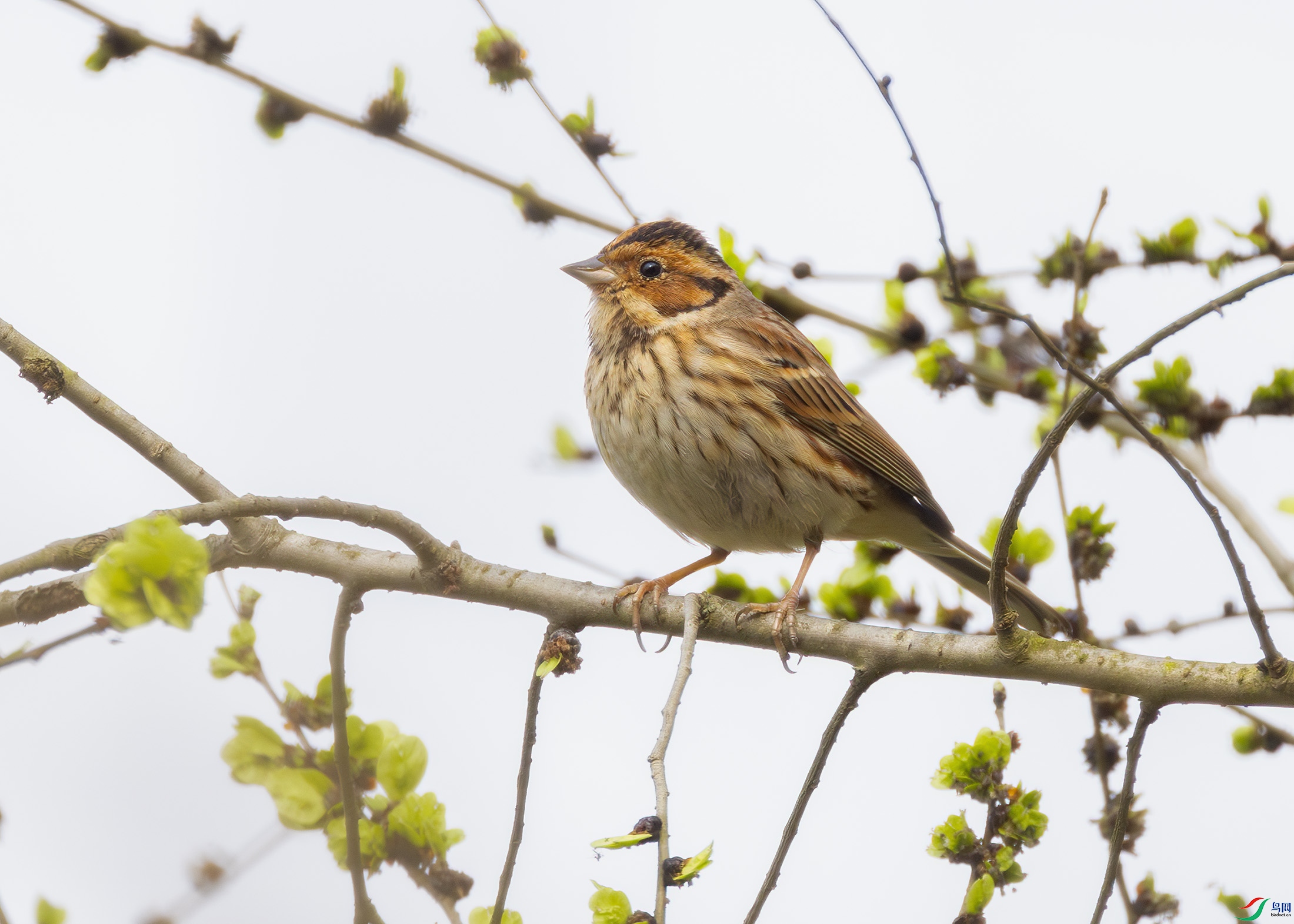 G47A5489-����ǿ-NR ����.jpg