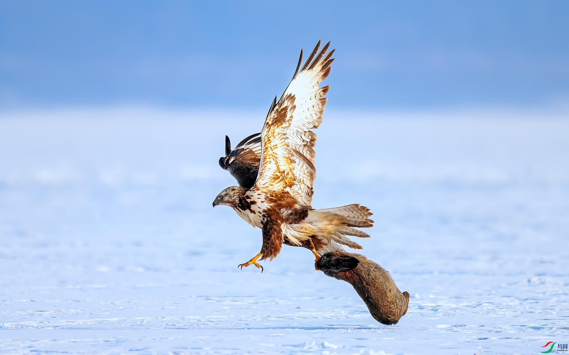 ��ӥ����