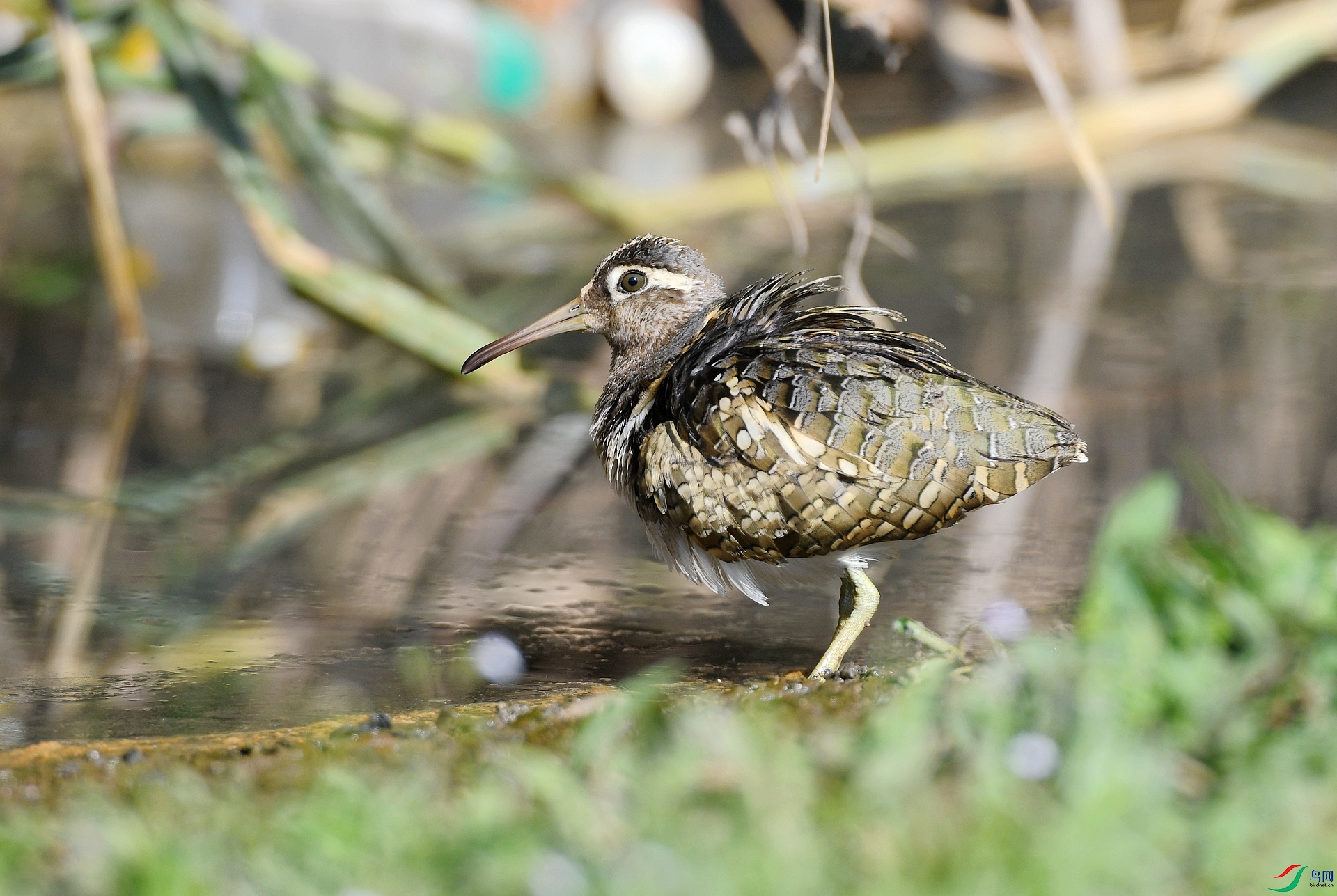 DSC_5802.jpg