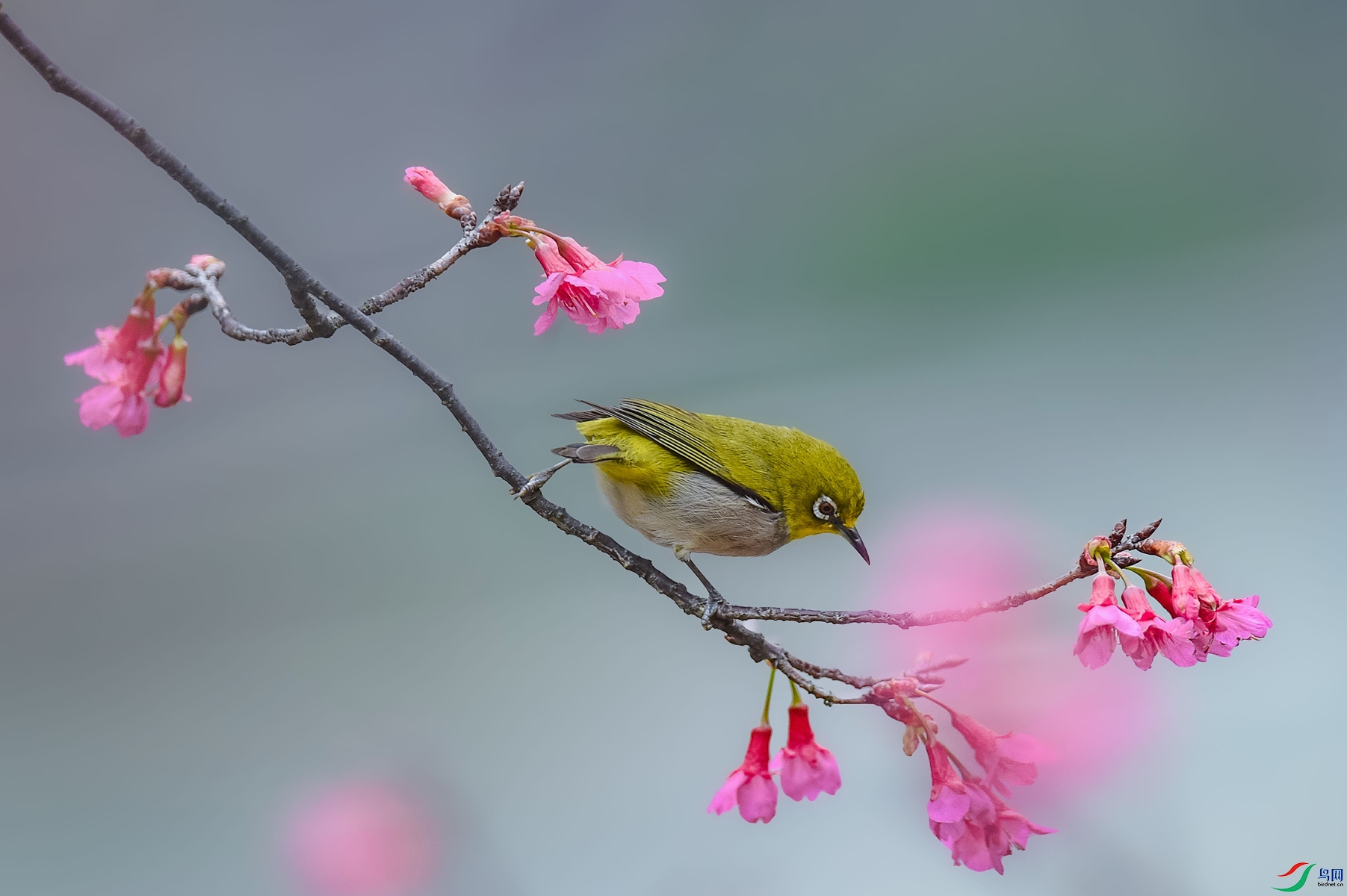 DSC_2497_1_����.jpg